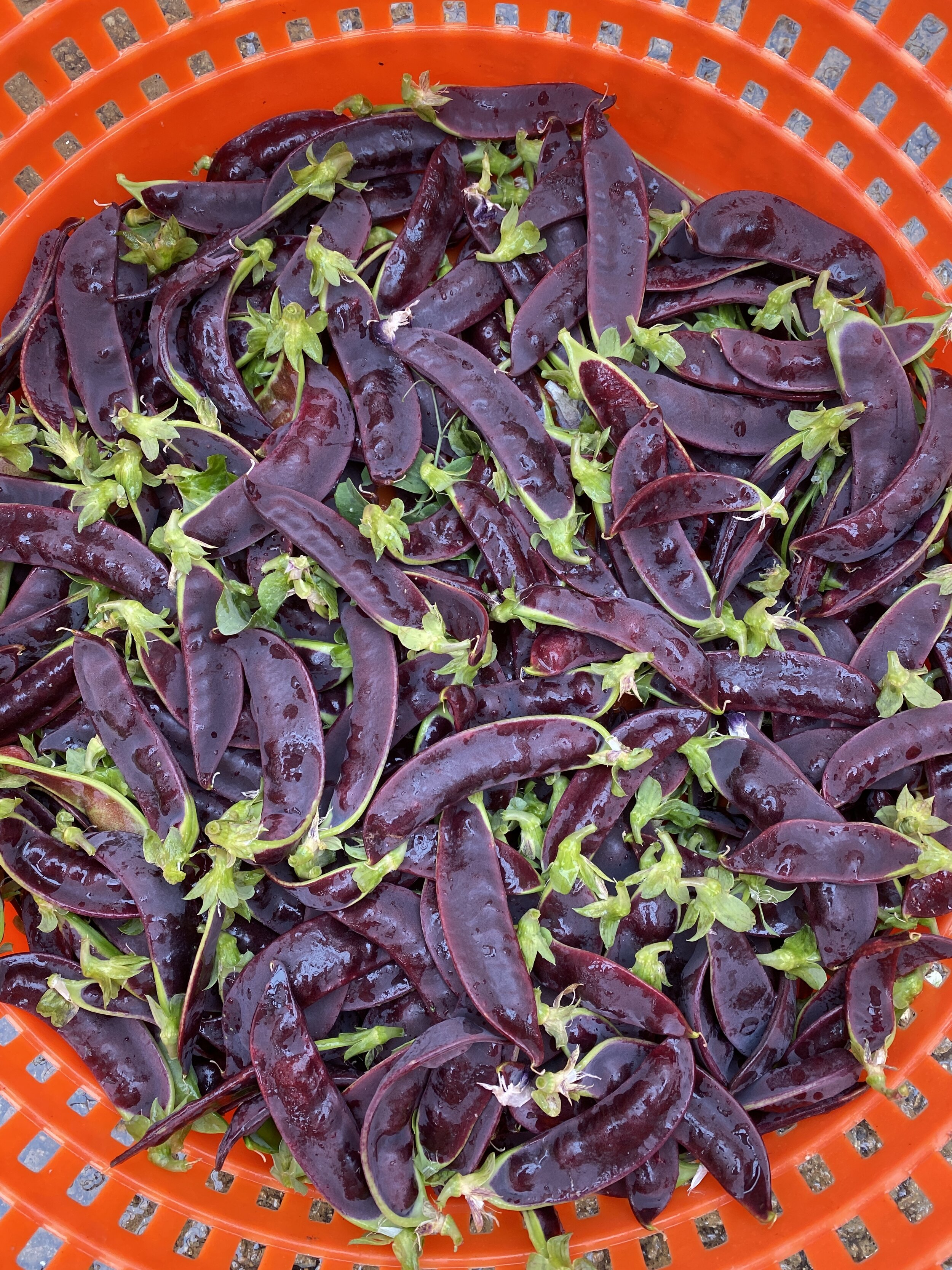  Beaureguard Purple Snow Peas grown at the BCCF.  