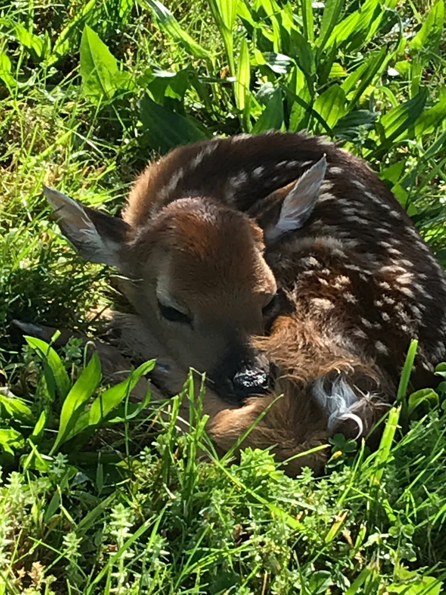  A young fawn nestles in the long grass under a Hardy Orange Tree outside the Oak Spring Garden Library.  