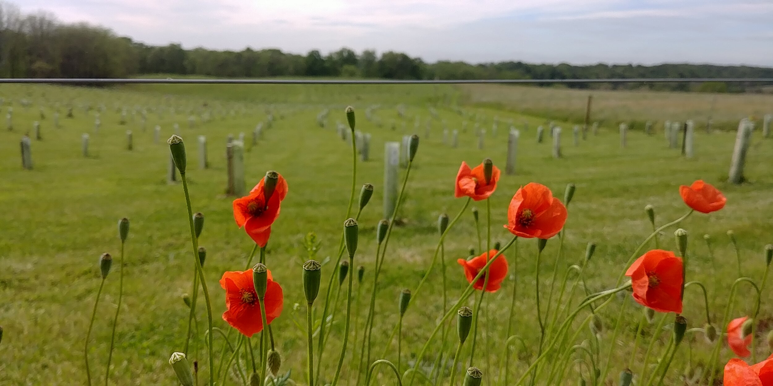  One of the Arboriculture, Landscape, and Conservation team’s recent reforestation projects (as seen through poppies.) 