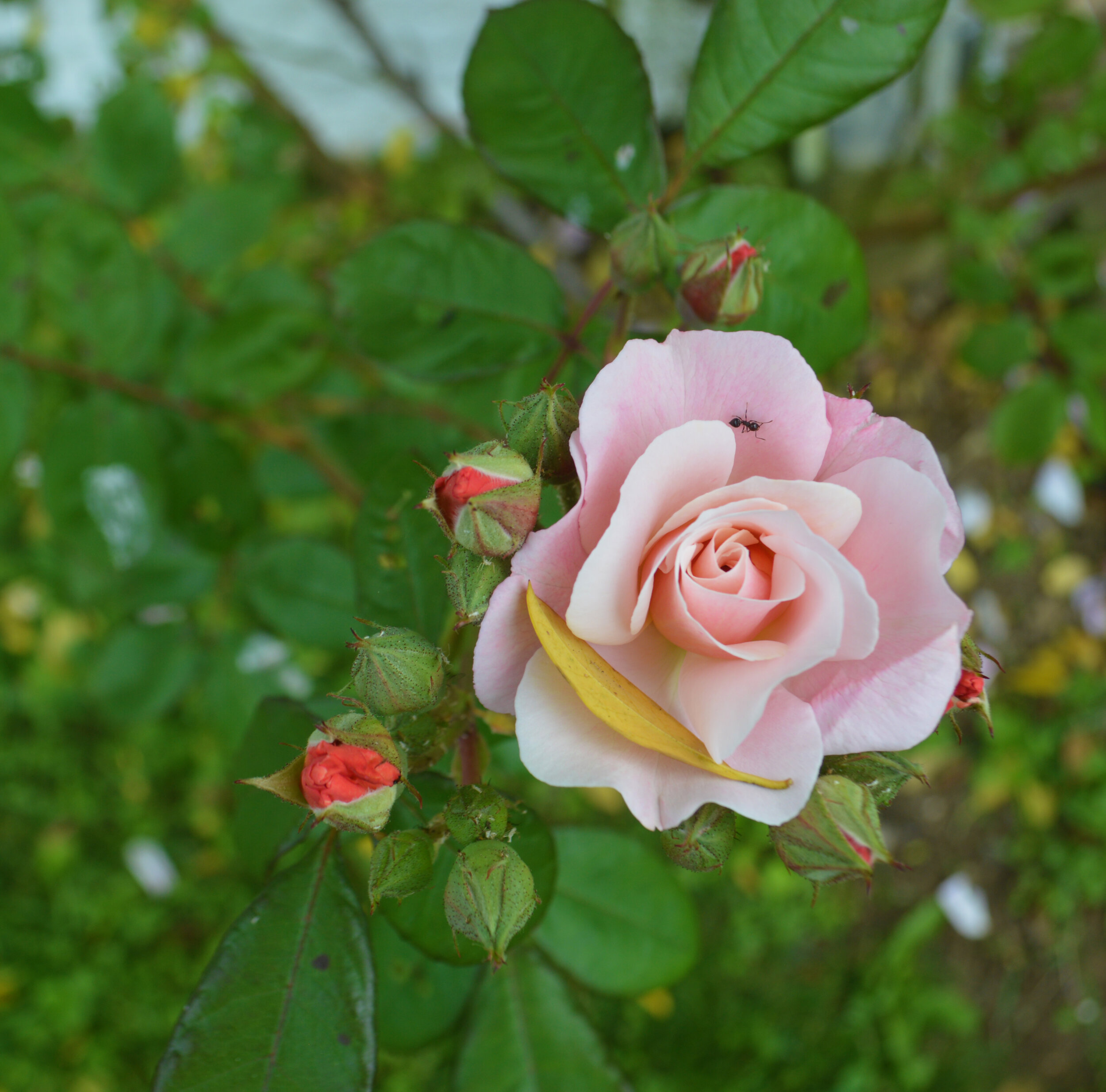  An ant crawls along the pale pink petals of a rose.  