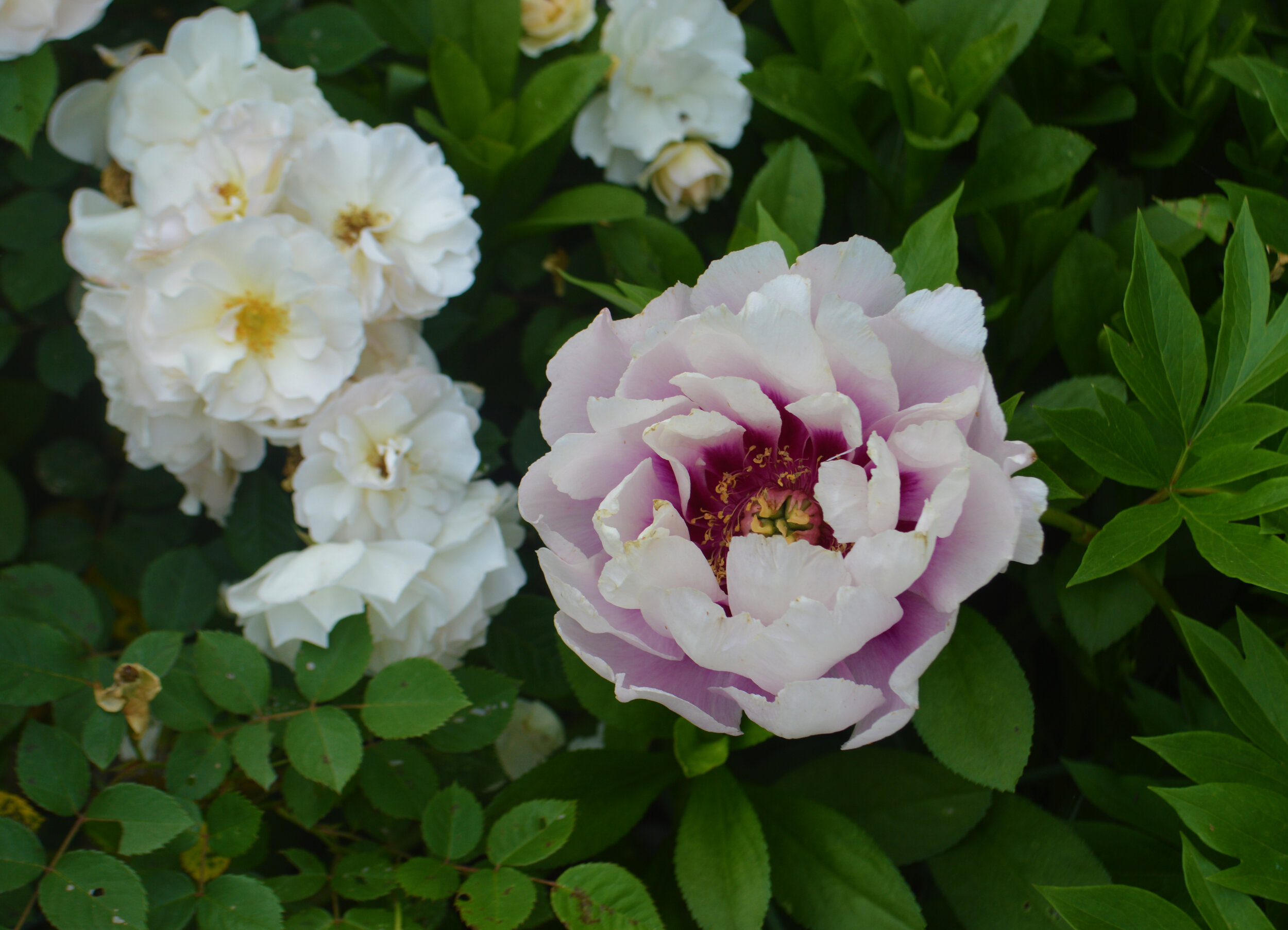 The beautiful dual tones of an itoh peony, one of several varieties grown at Oak Spring.  