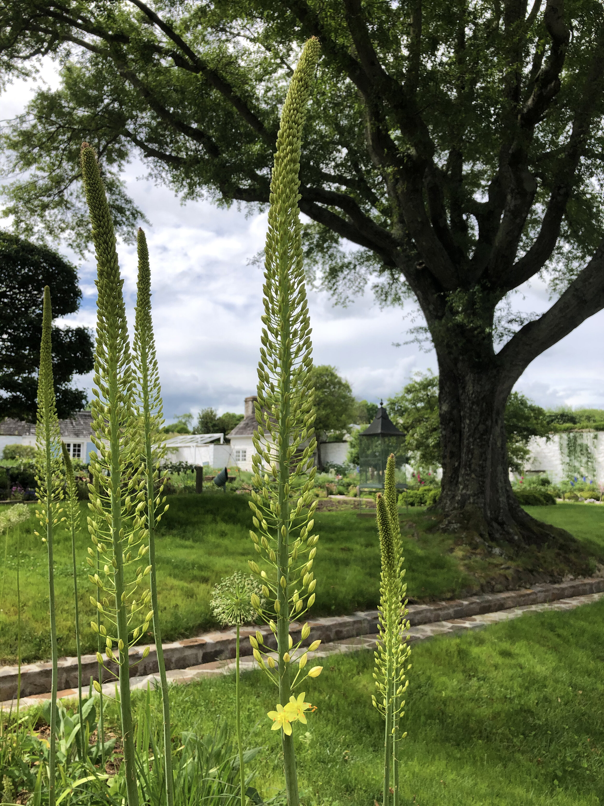  The yellow, star-shaped flowers on these foxtails in the pollinator garden are just beginning to bloom. Soon, each flower will be covered in tiny flowers, attracting many beneficial bees and insects.    