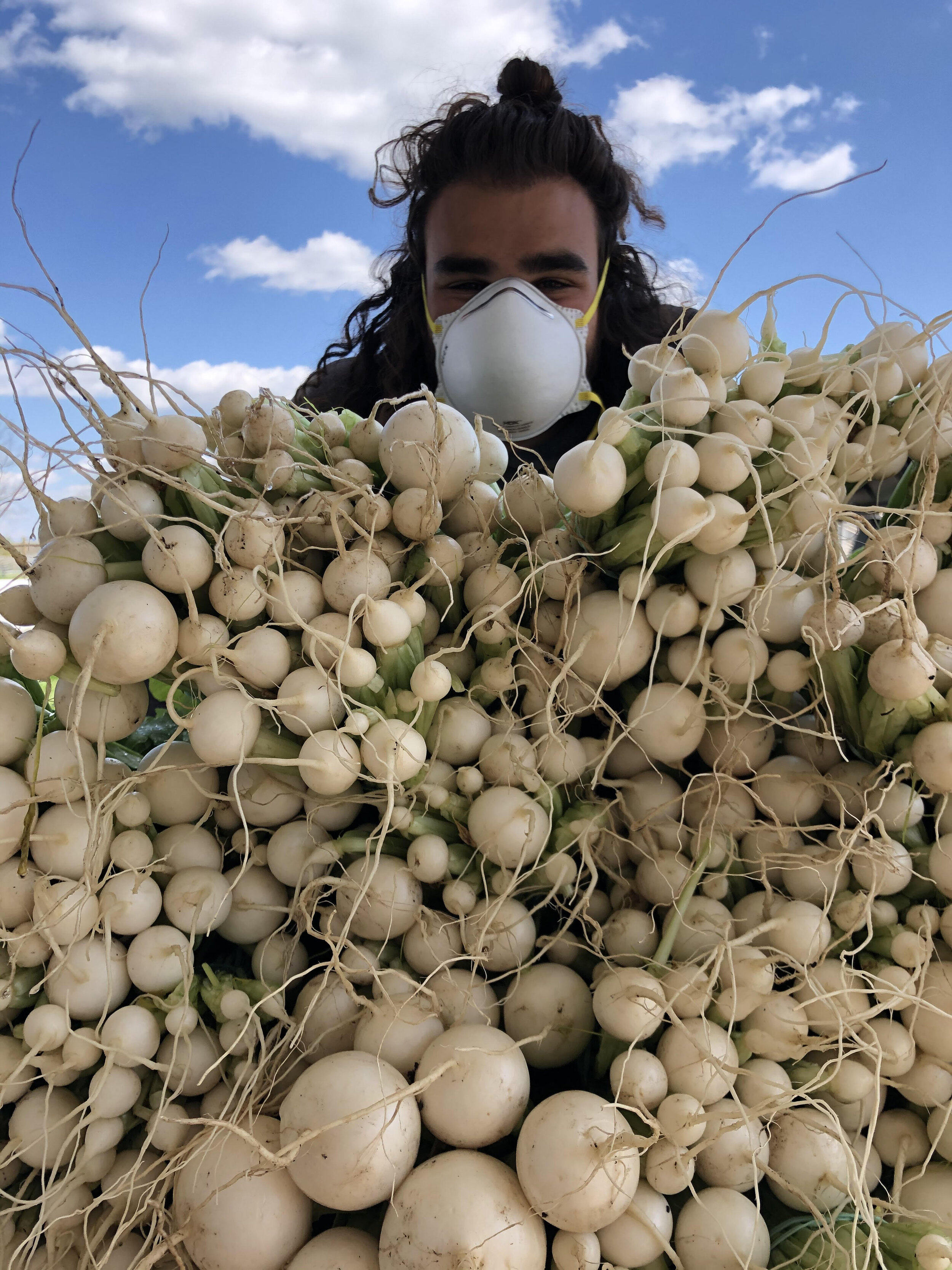  The BCCF taking proper COVID-19 precautions while getting turnips ready to donate to the food bank.   