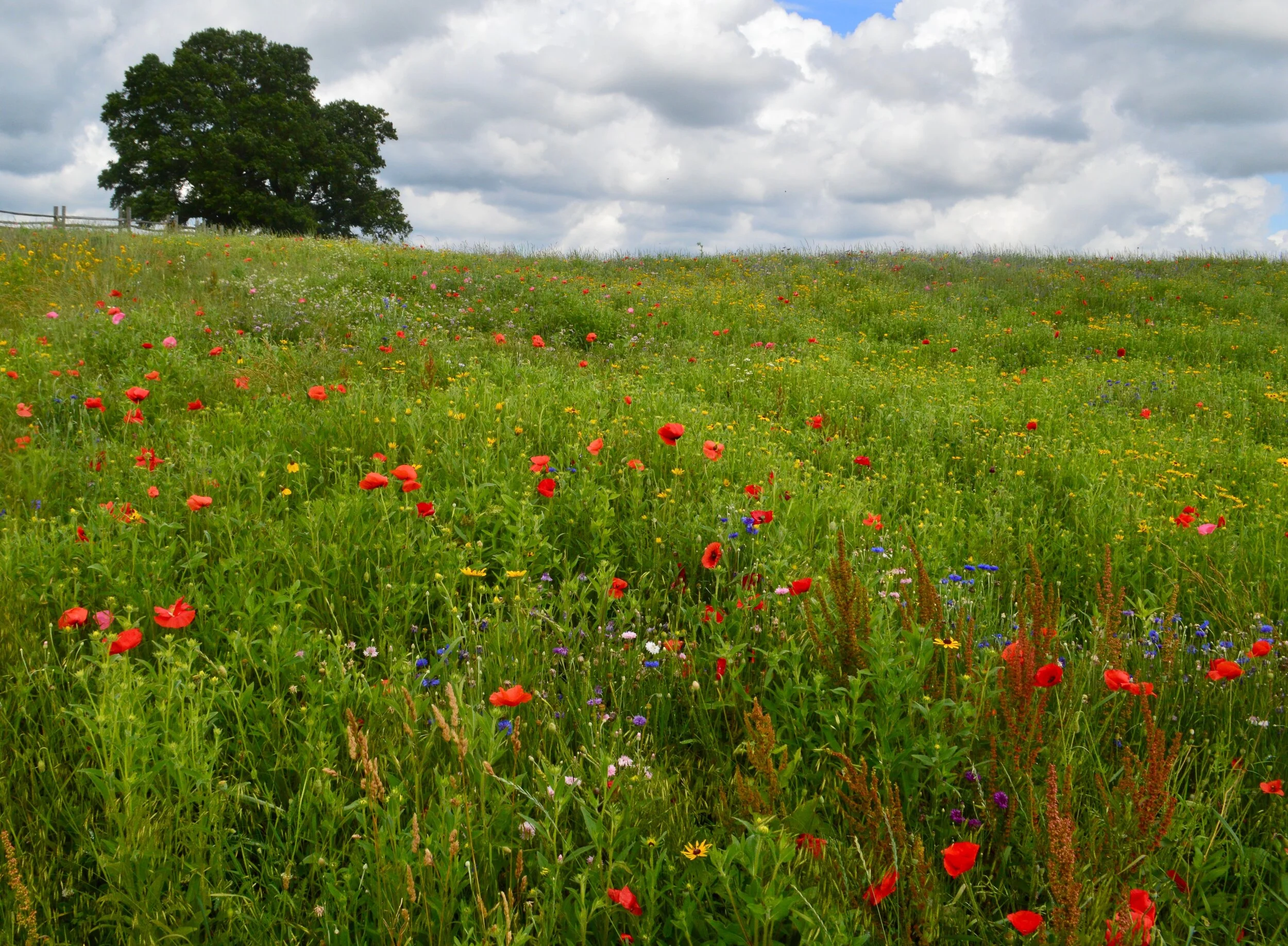Reading on Racism and the Environment