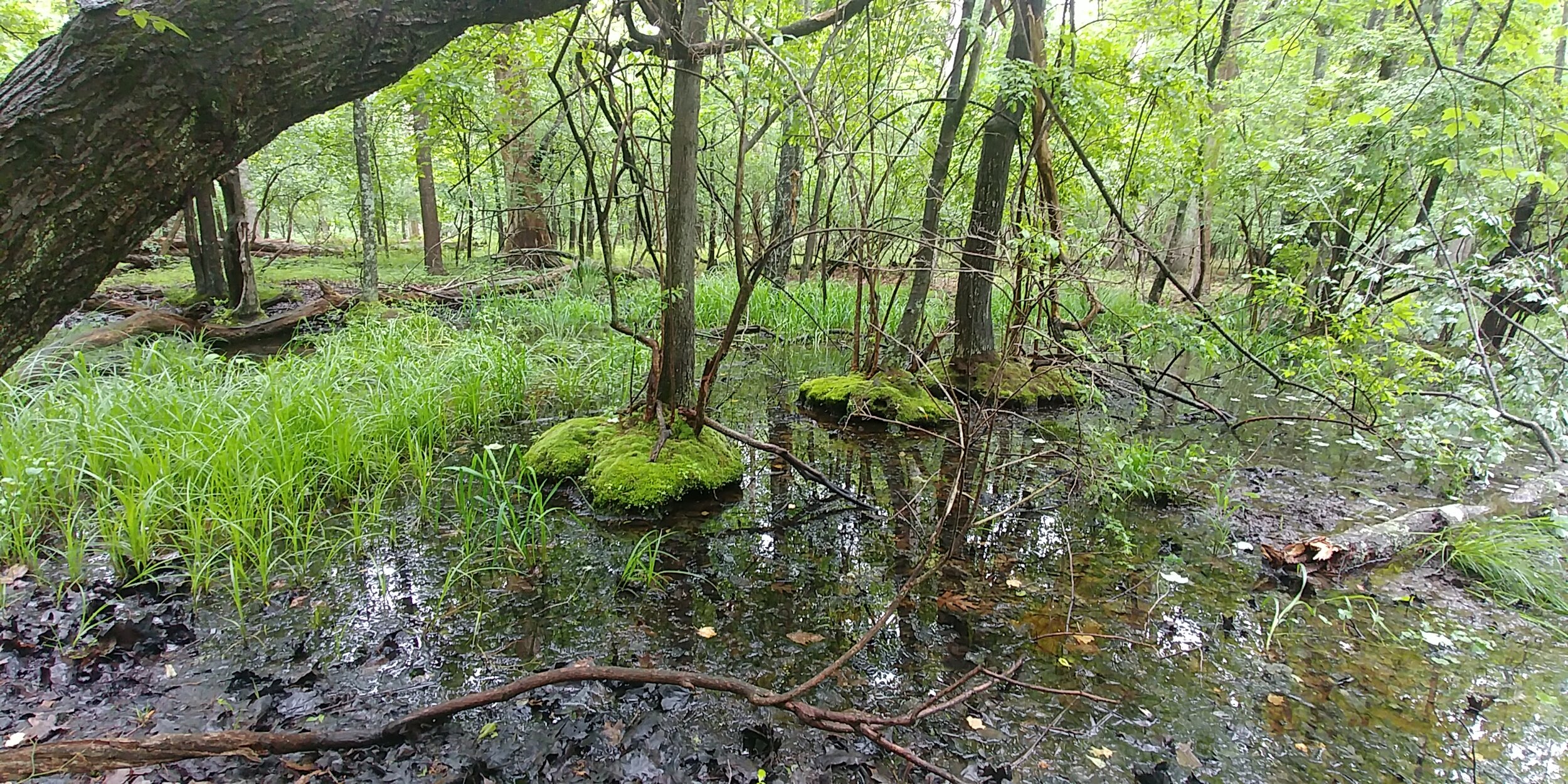 Wetlands Restoration 