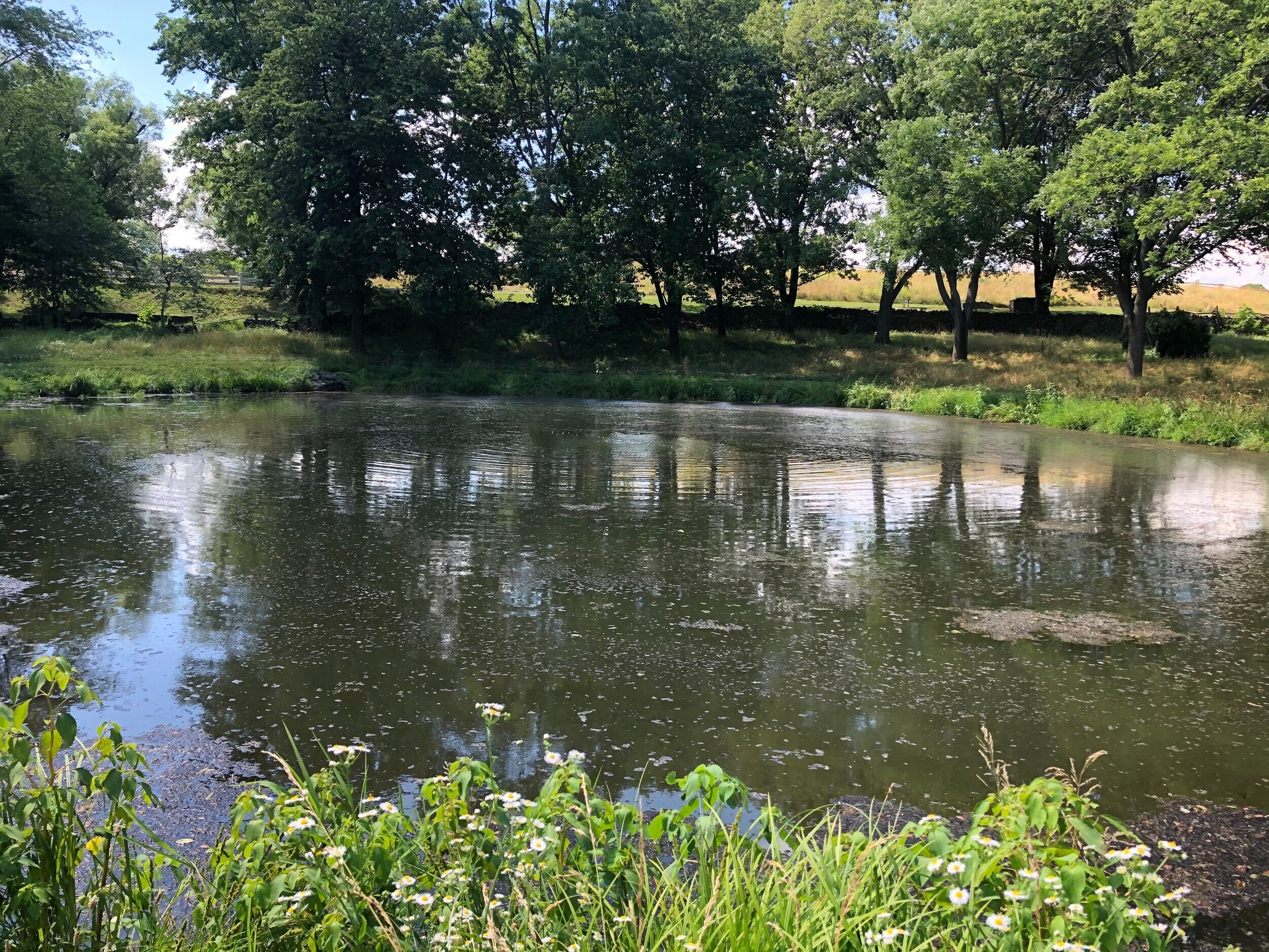Pond Restoration 