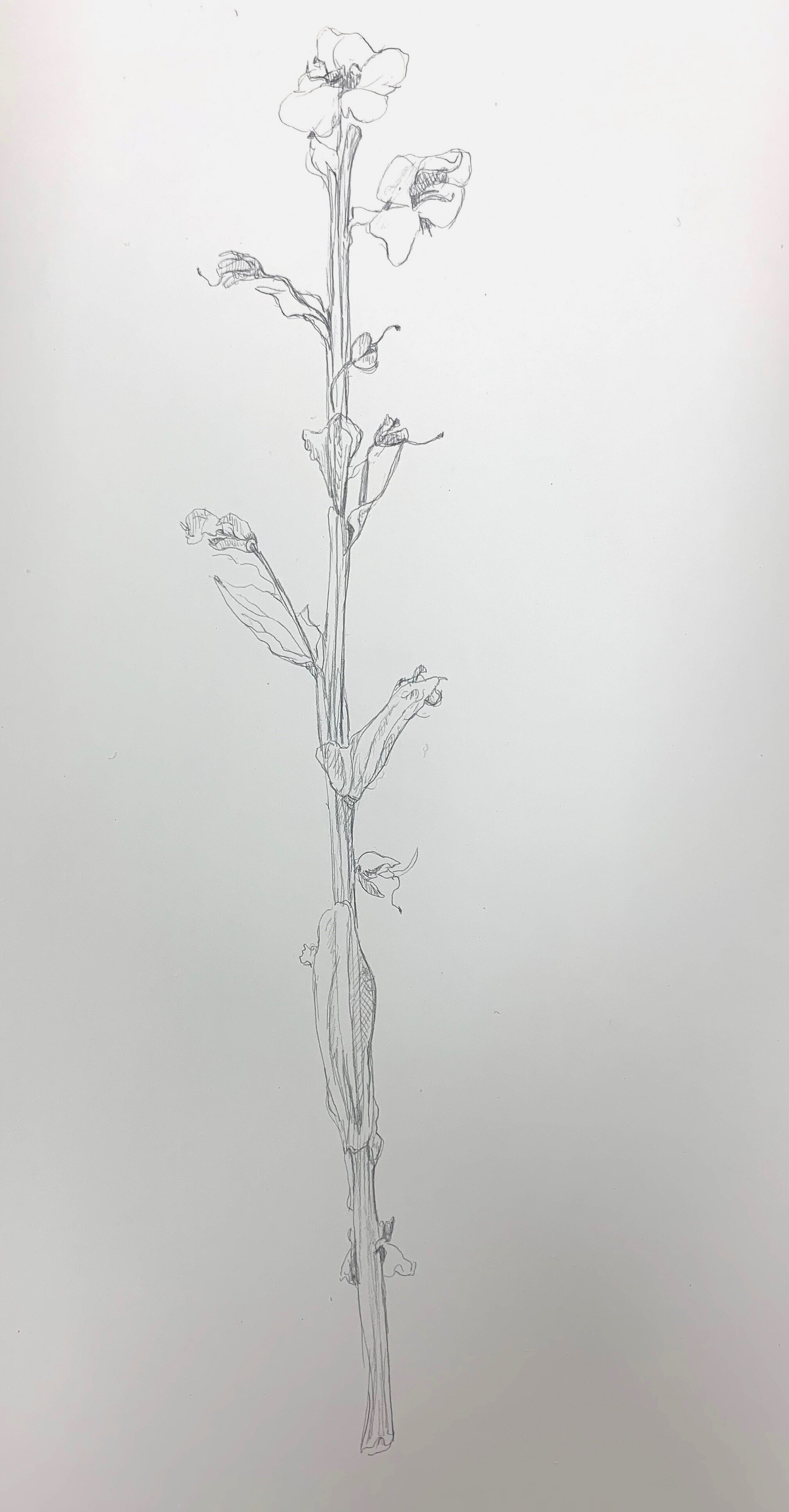 Sketchbook study from mower gleanings - Sundrops, silverpoint on ground