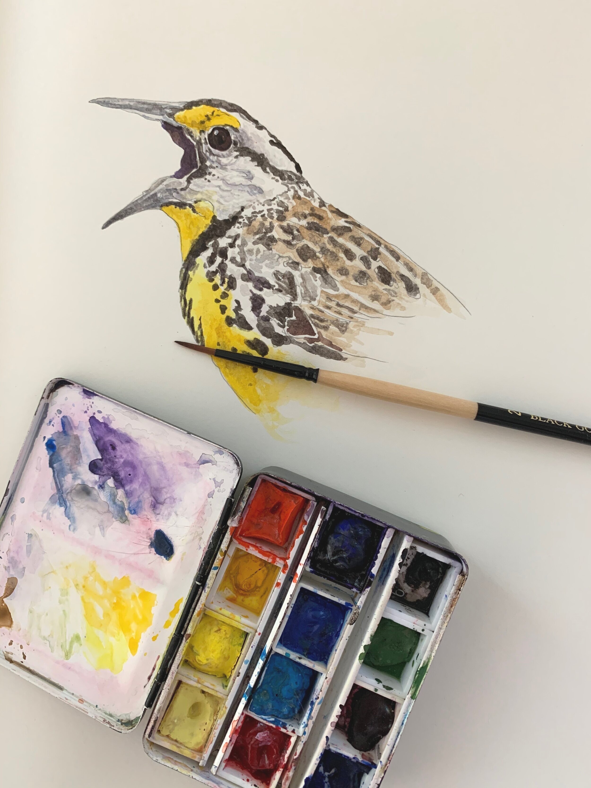 Watercolor Study of Eastern Meadowlark 