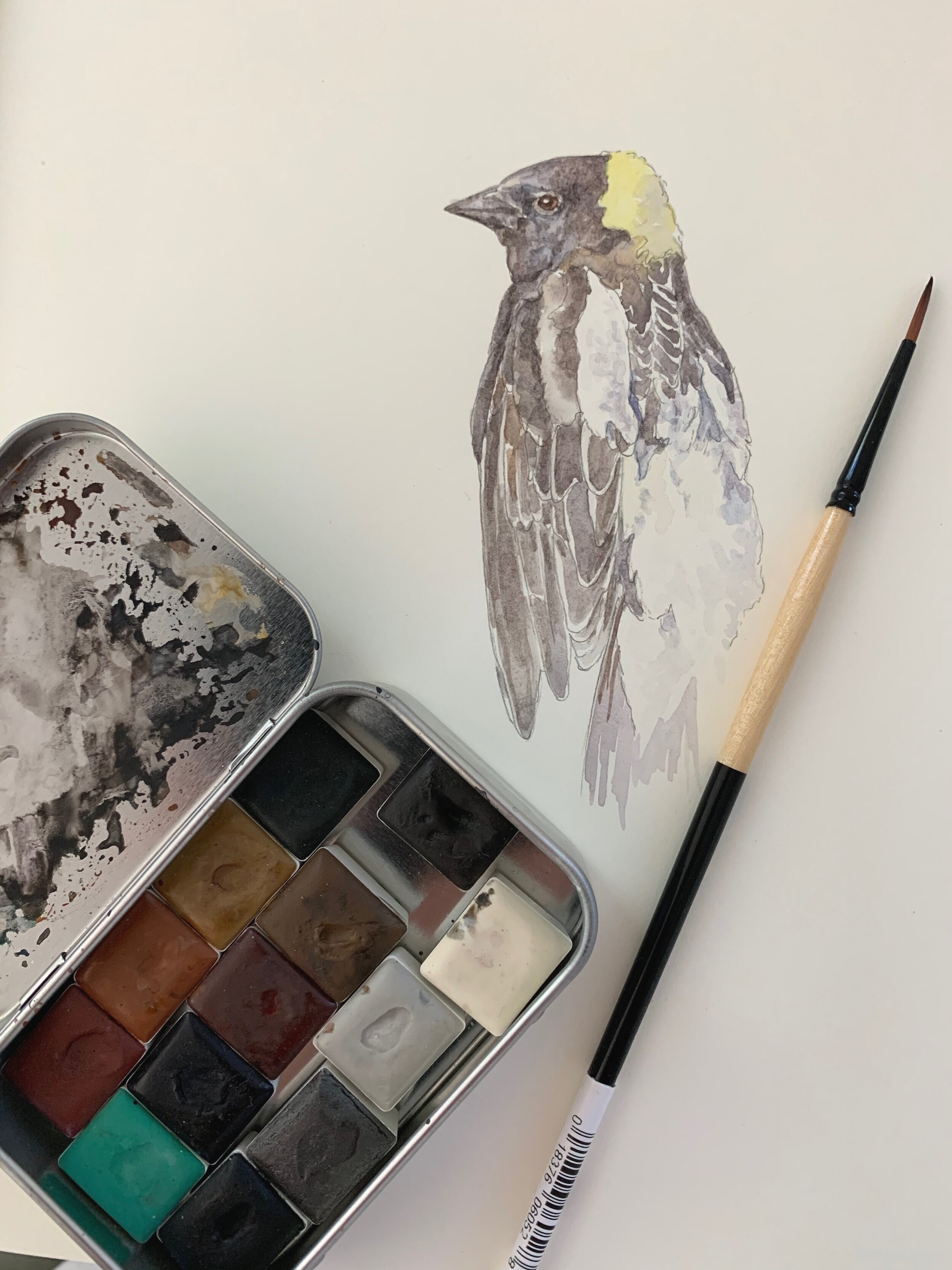 Watercolor study of the male Bobolink 