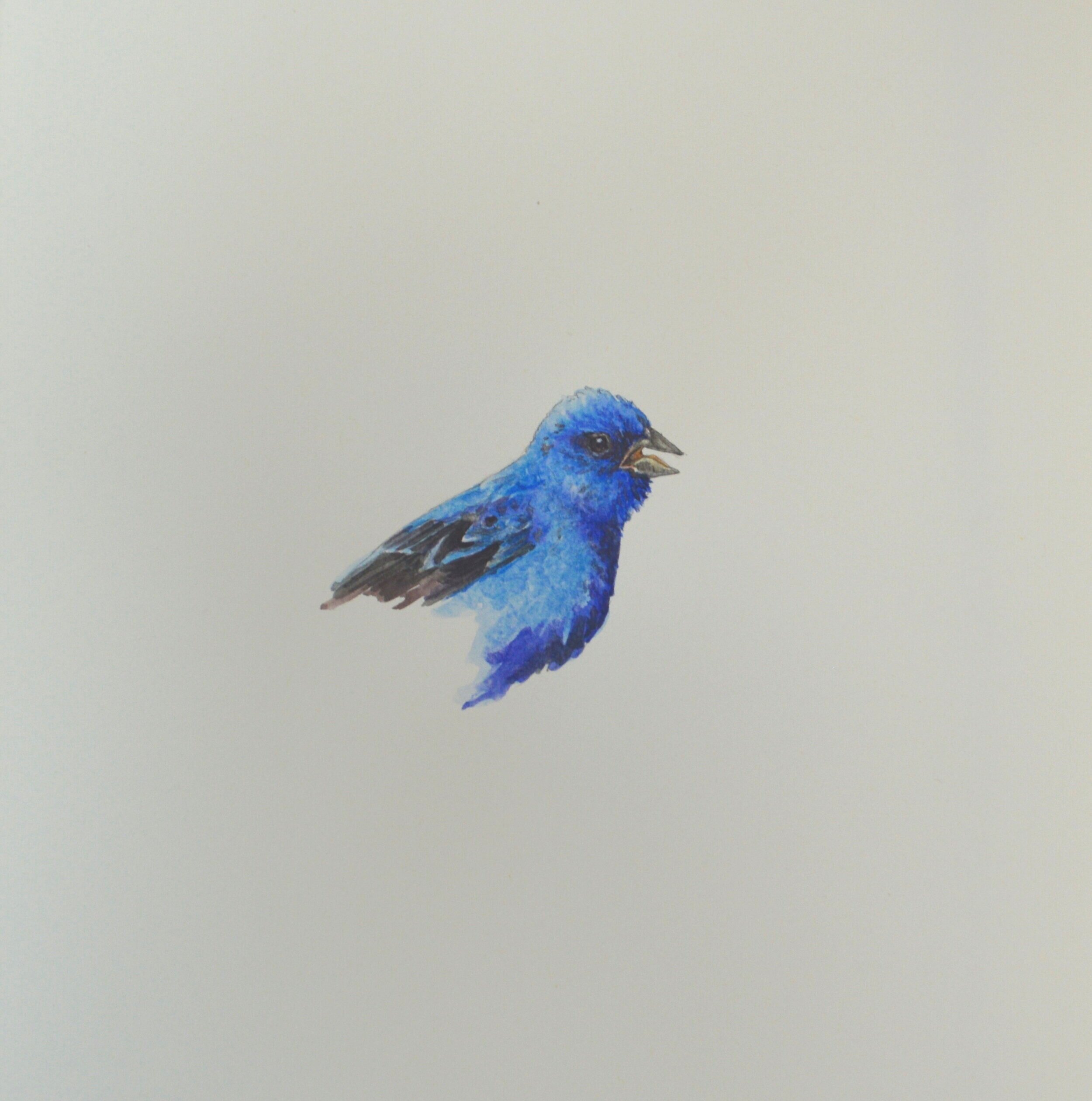 Watercolor study of an Indigo Bunting