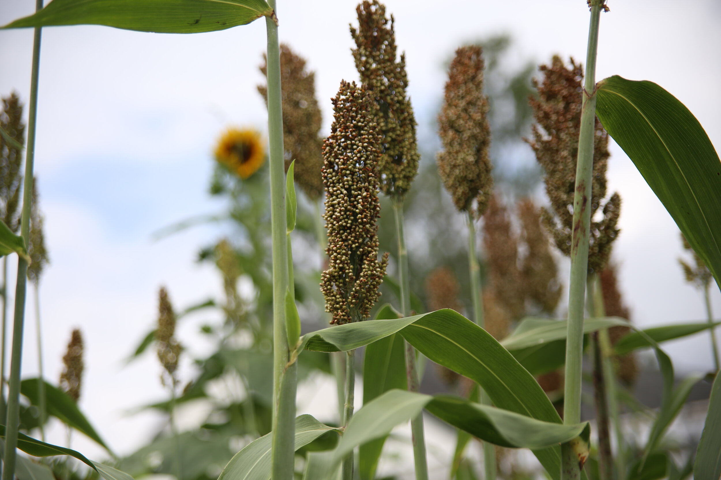  Sorghum, grown from seeds given to the BCCF by the Gemmer family.  