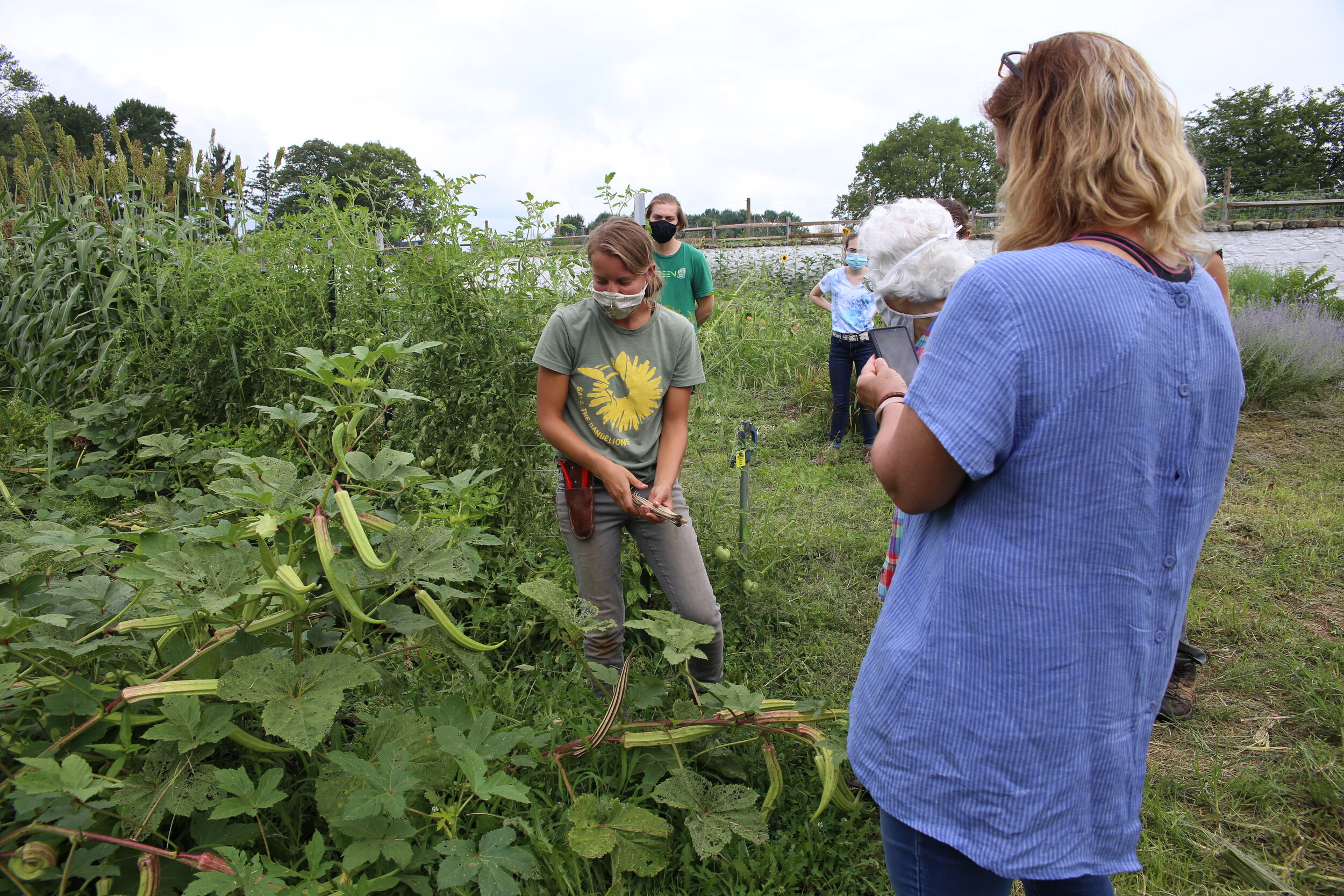  The Gemmers and BCCF farmer manager Christine Harris look at ‘Giant’ Okra grown from the family’s seeds. 