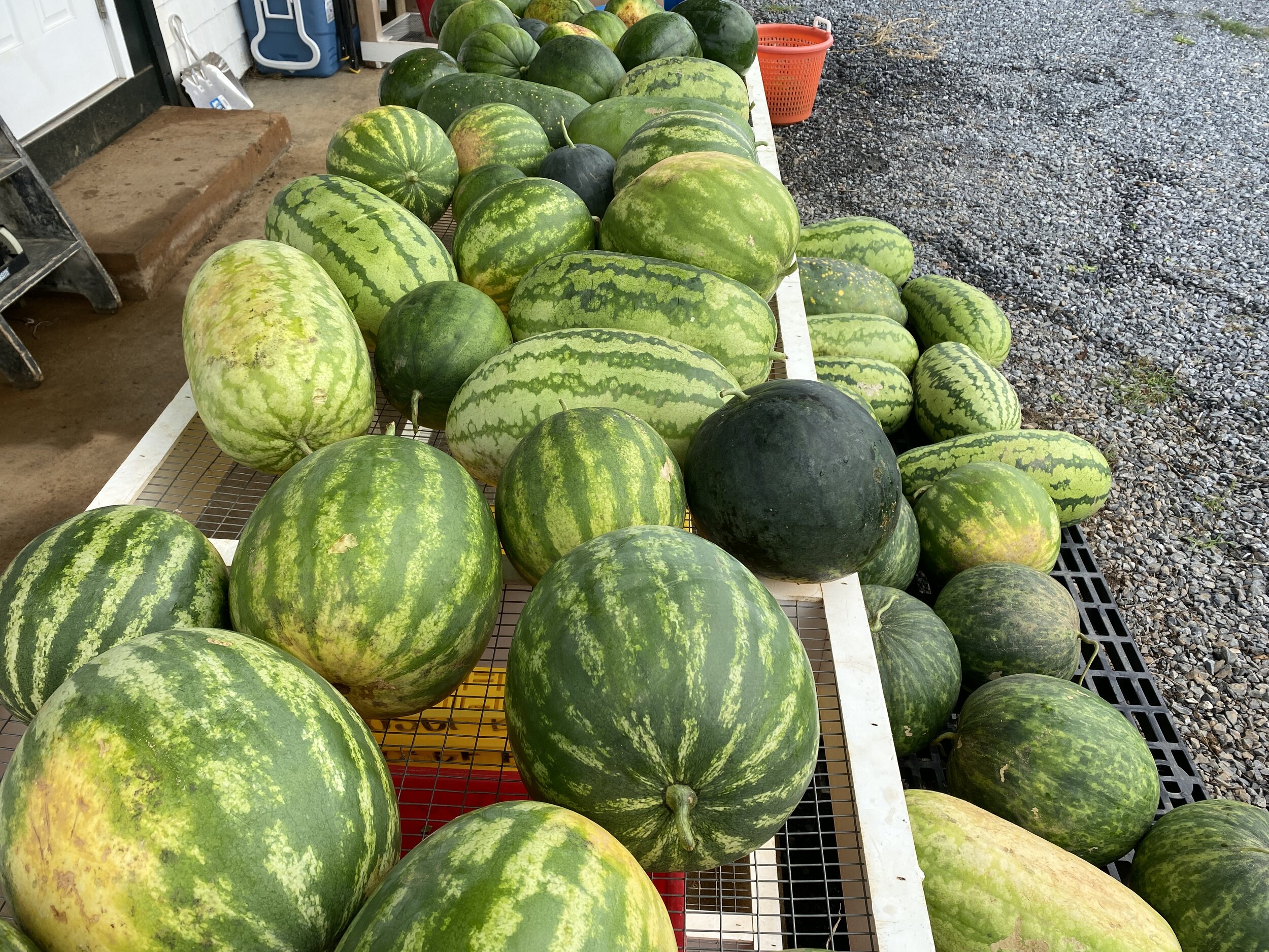 Watermelons grown at the BCCF (summer 2020) 