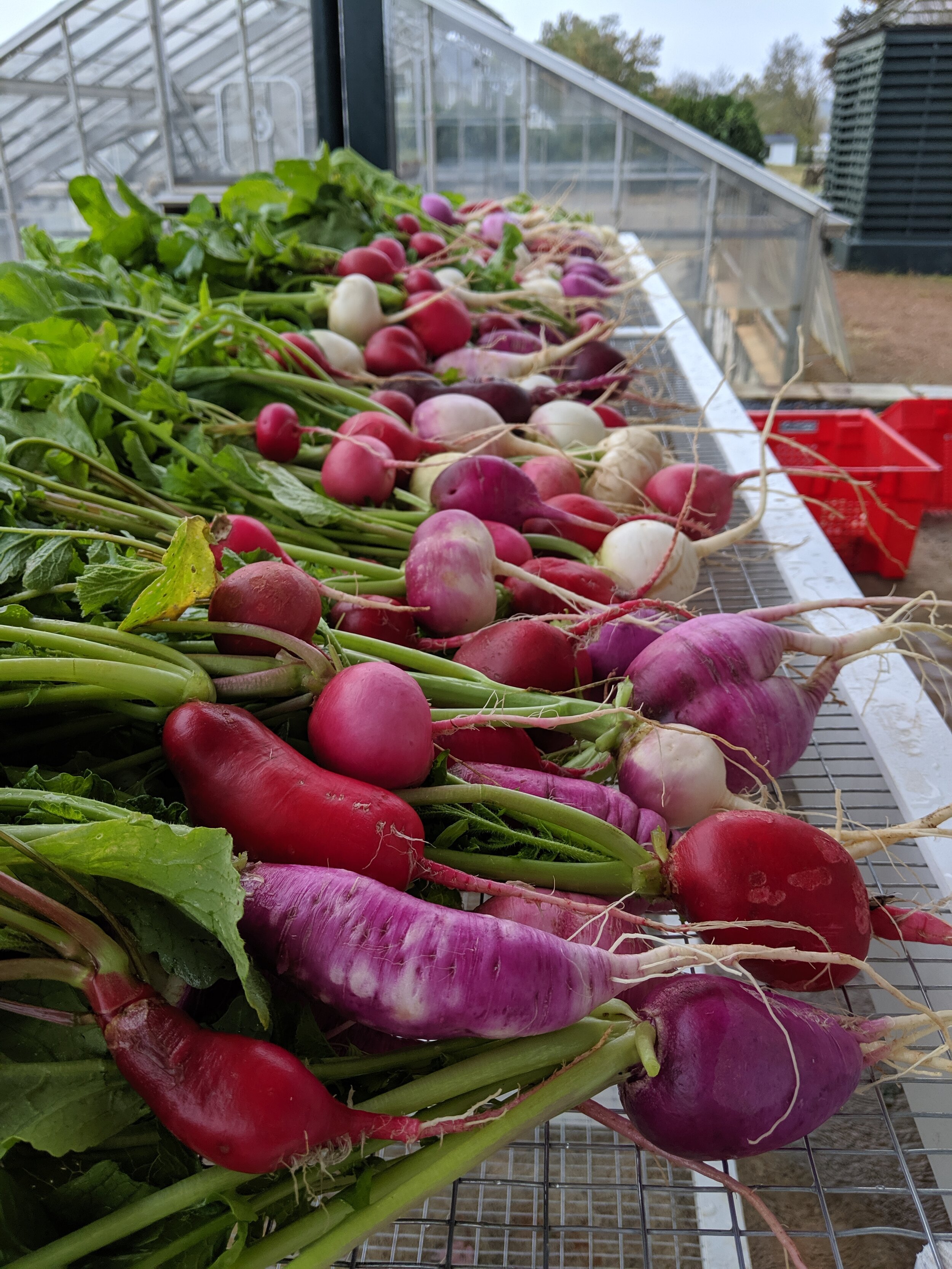 Radishes grown at the BCCF (spring 2020) 