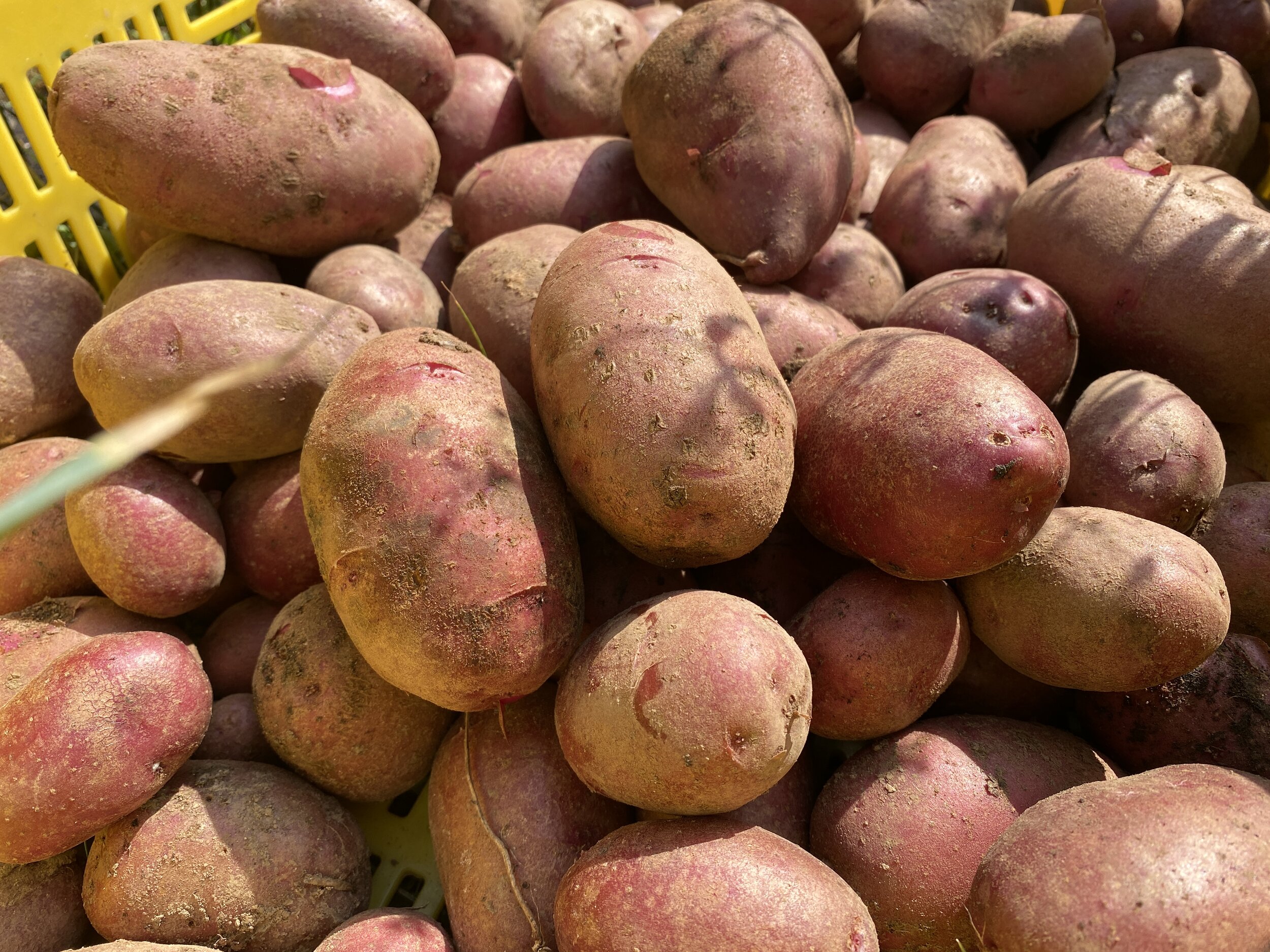 Potatoes grown at the BCCF (summer 2020) 