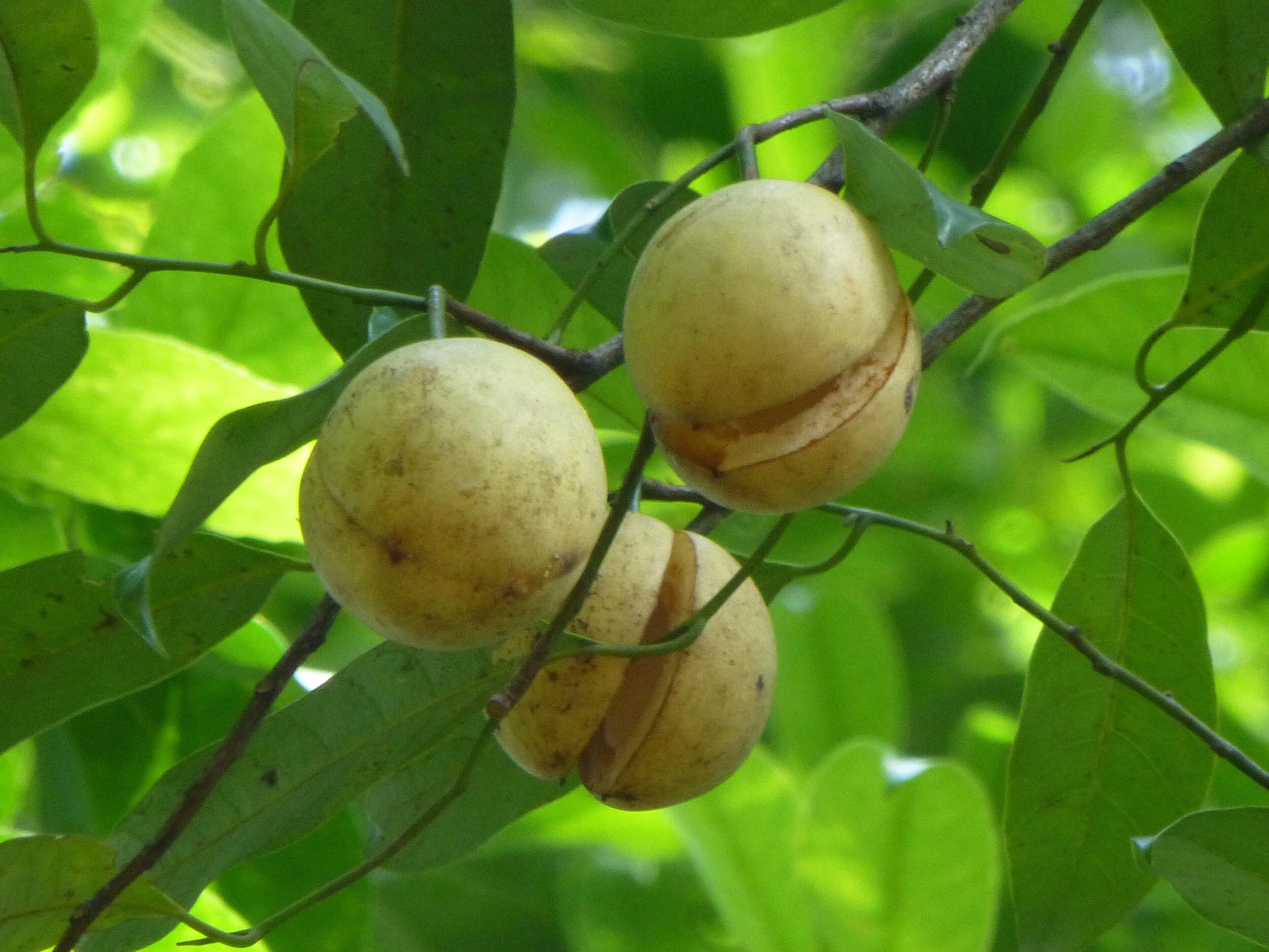 Oak Spring Garden Foundation - The Plants in Pumpkin Spice
