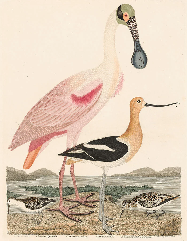 Bird Conservation at the ACE Basin