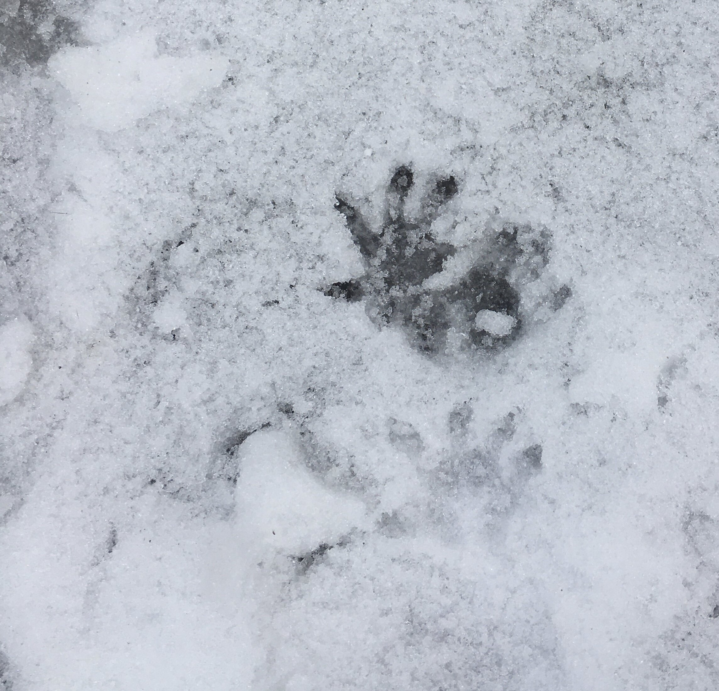 Possum print