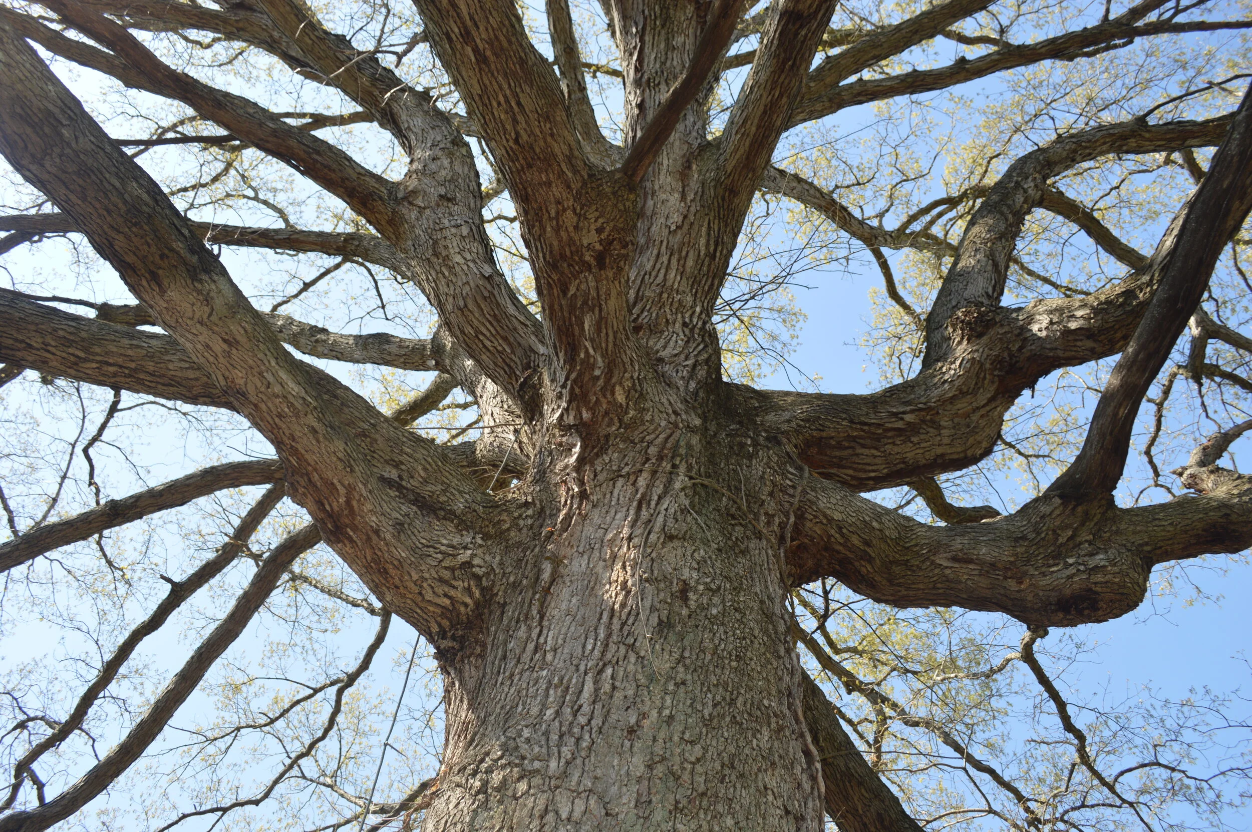 Caring for Old Trees 
