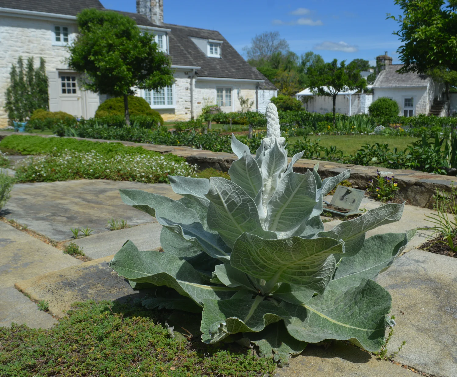 tobacco poultice for bee stings Oak Spring Garden Foundation