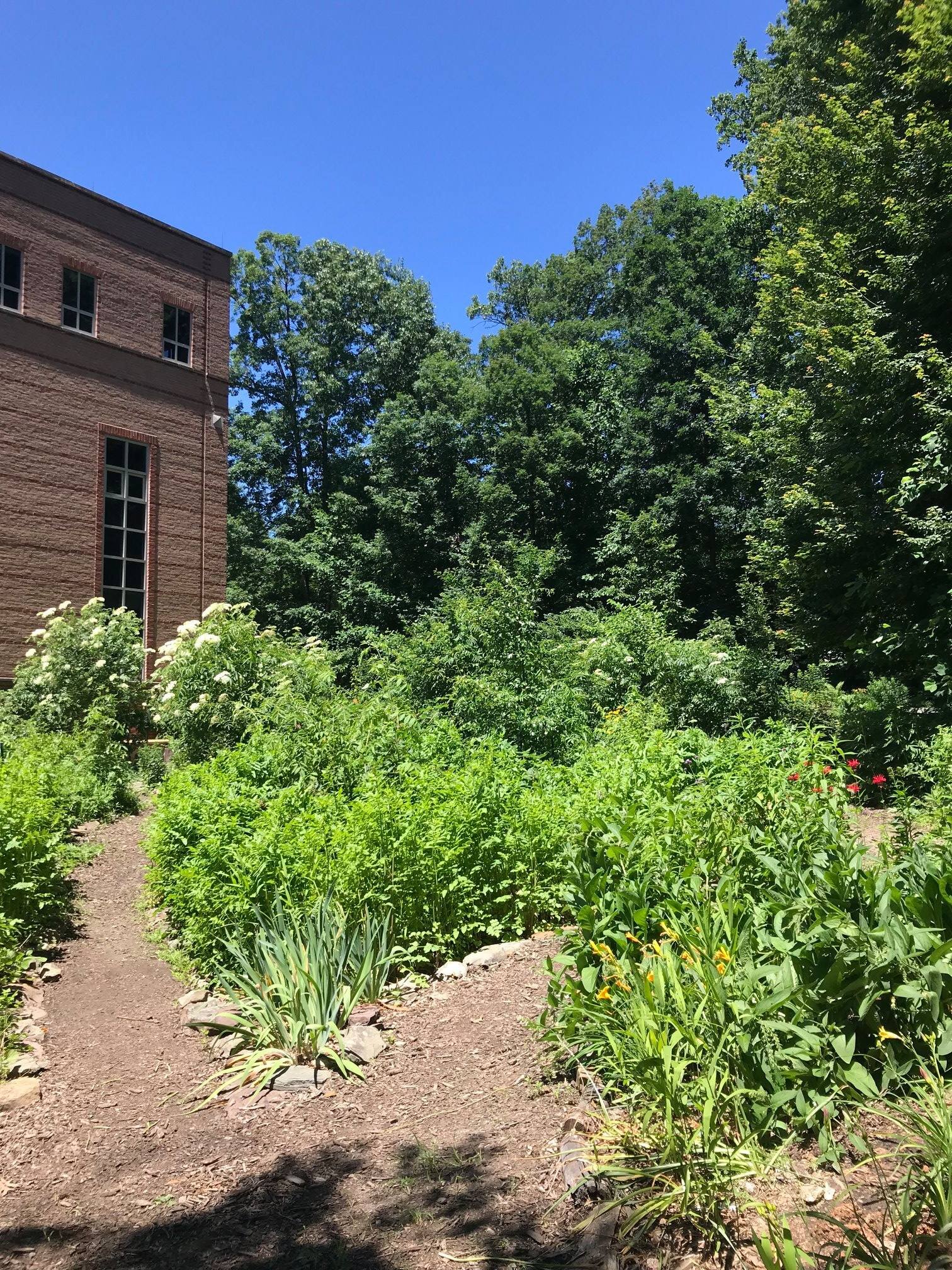 A great local example of permaculture is the Innovation Food Forest at George Mason University. Photos courtesy of George Mason's Sustainability Office. 