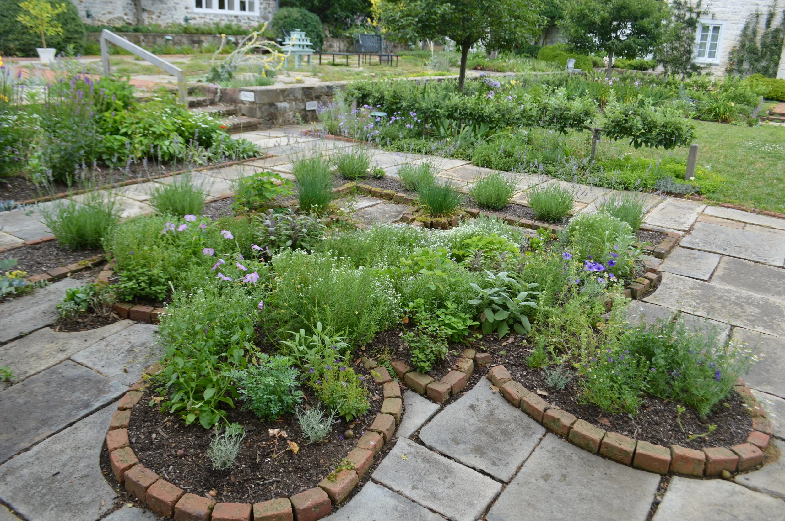 7 Plants that Pests Hate