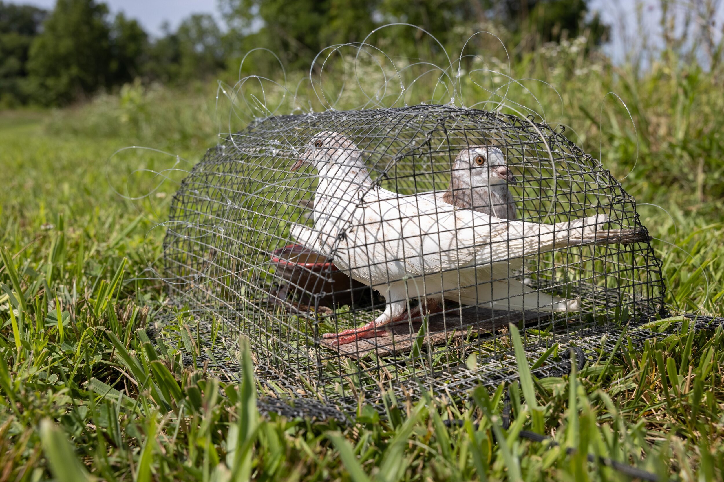  Doves used to lure raptors for tagging (they weren’t harmed!). Photo by Callie Broaddus.  