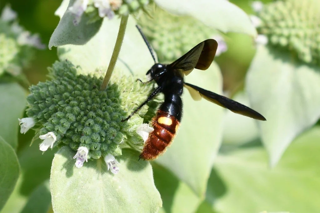 Beyond Bees and Butterflies