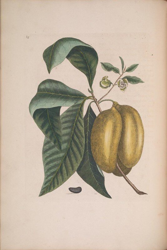The Pawpaw: Forgotten and Remembered 