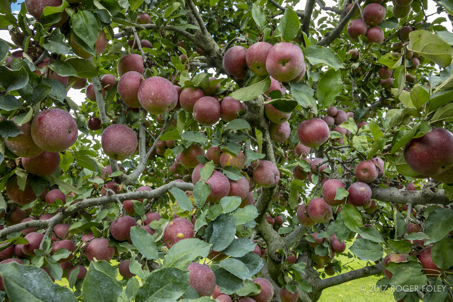 MacIntosh Red – Montezuma Orchard Restoration Project