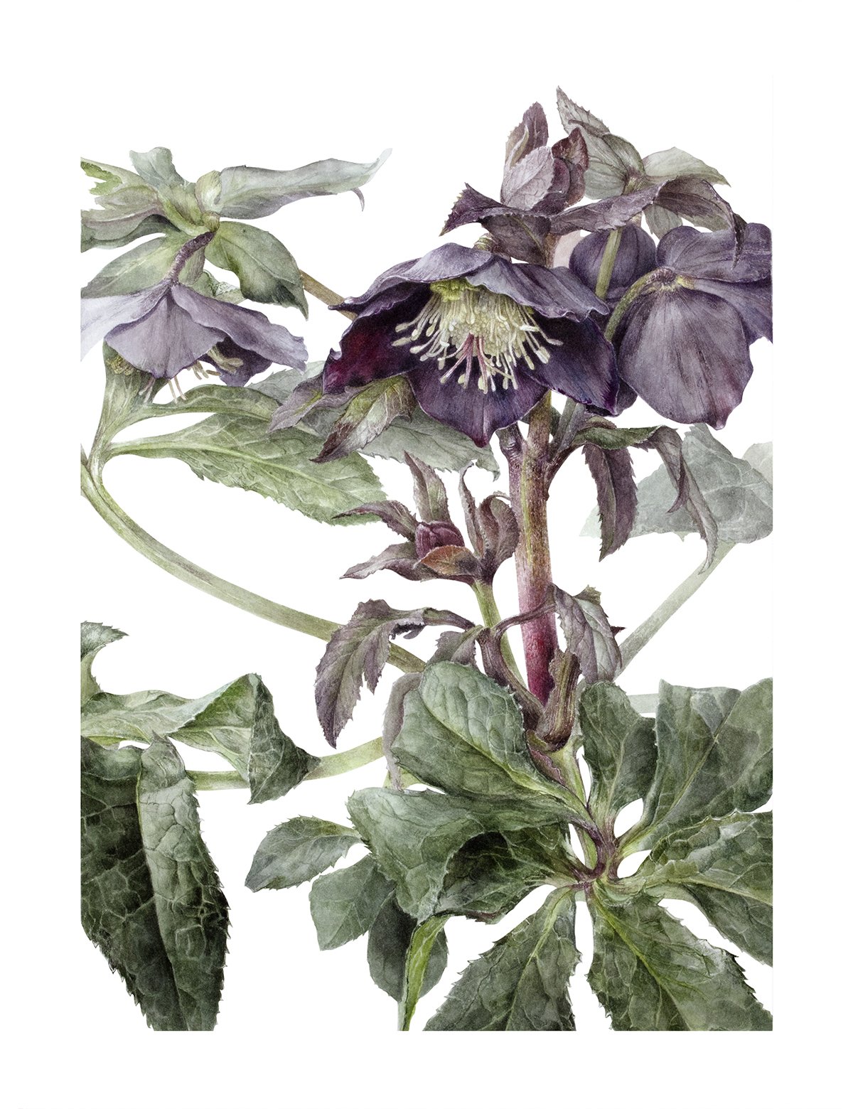Elaine Searle. Dark Hellebore , Helleborus x hybridus ‘Lucy Black’ 2021 Watercolour on Paper 12-1/2 x 9-1/2 inches. 
