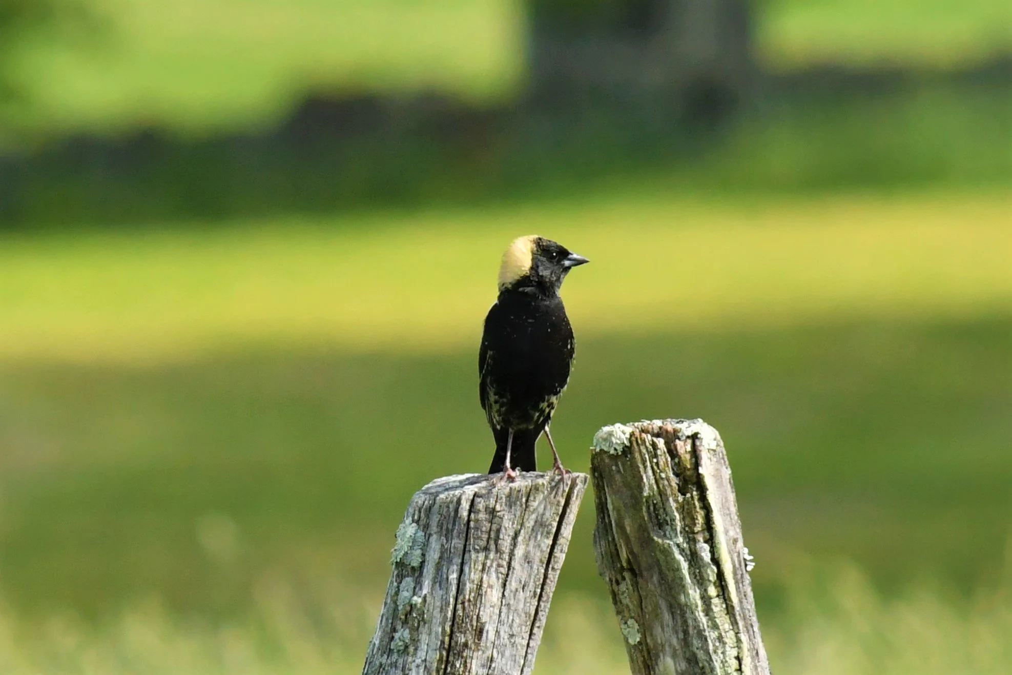 Five Ways to Support Migratory Birds