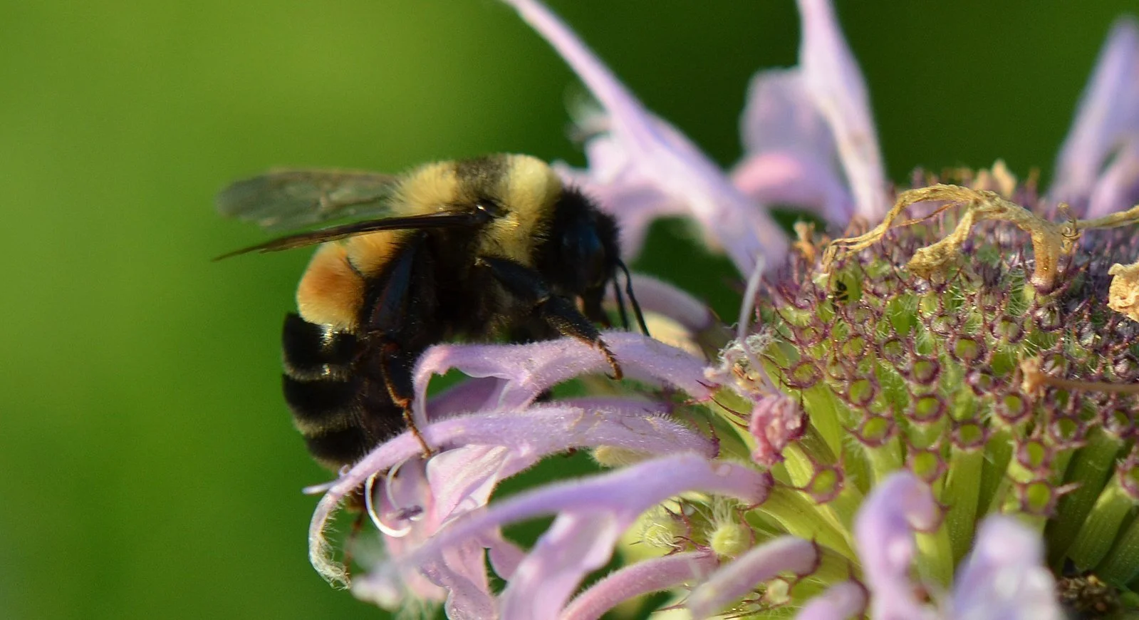 Four At-Risk North American Bumble Bee Species
