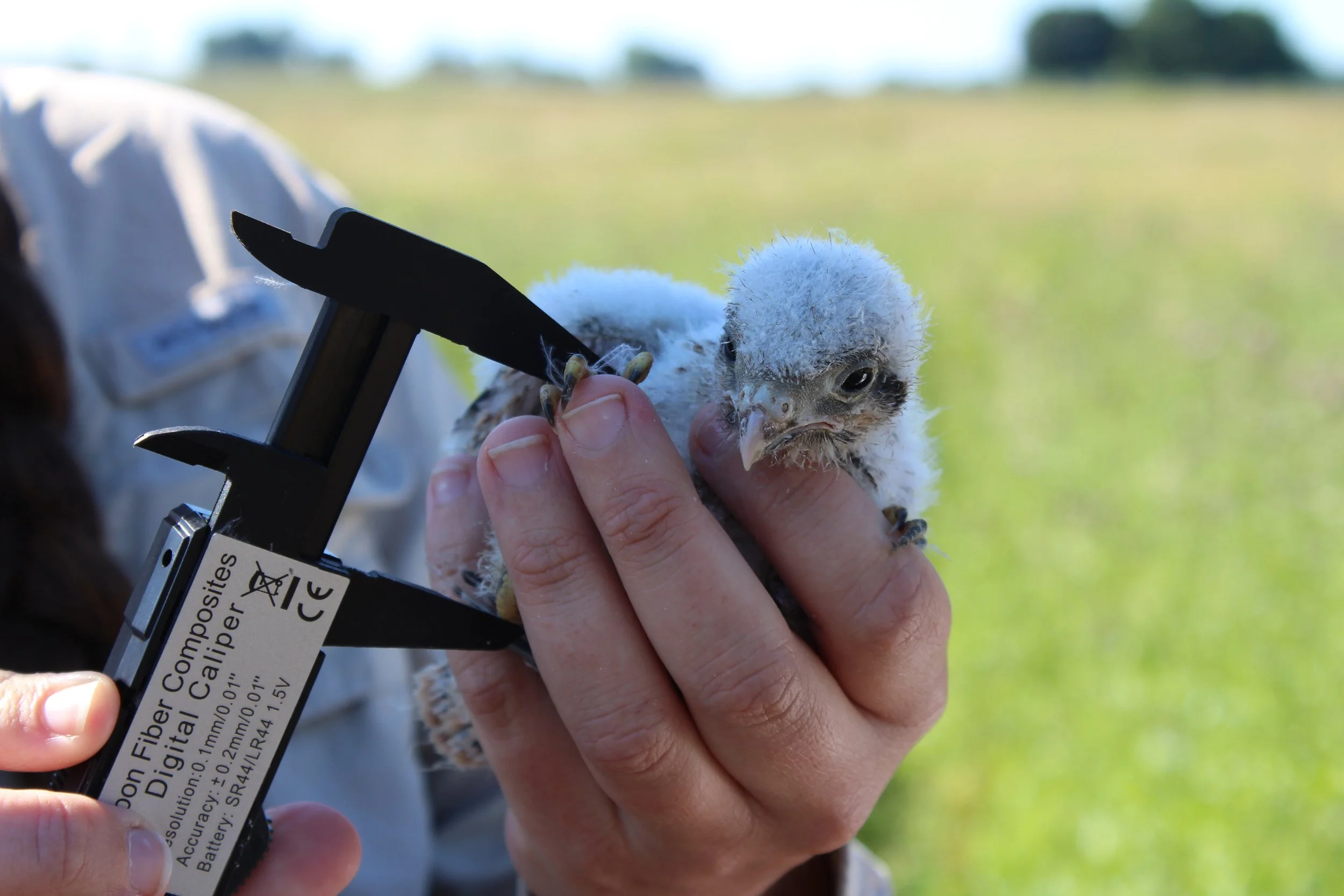 kestrel banding.JPG