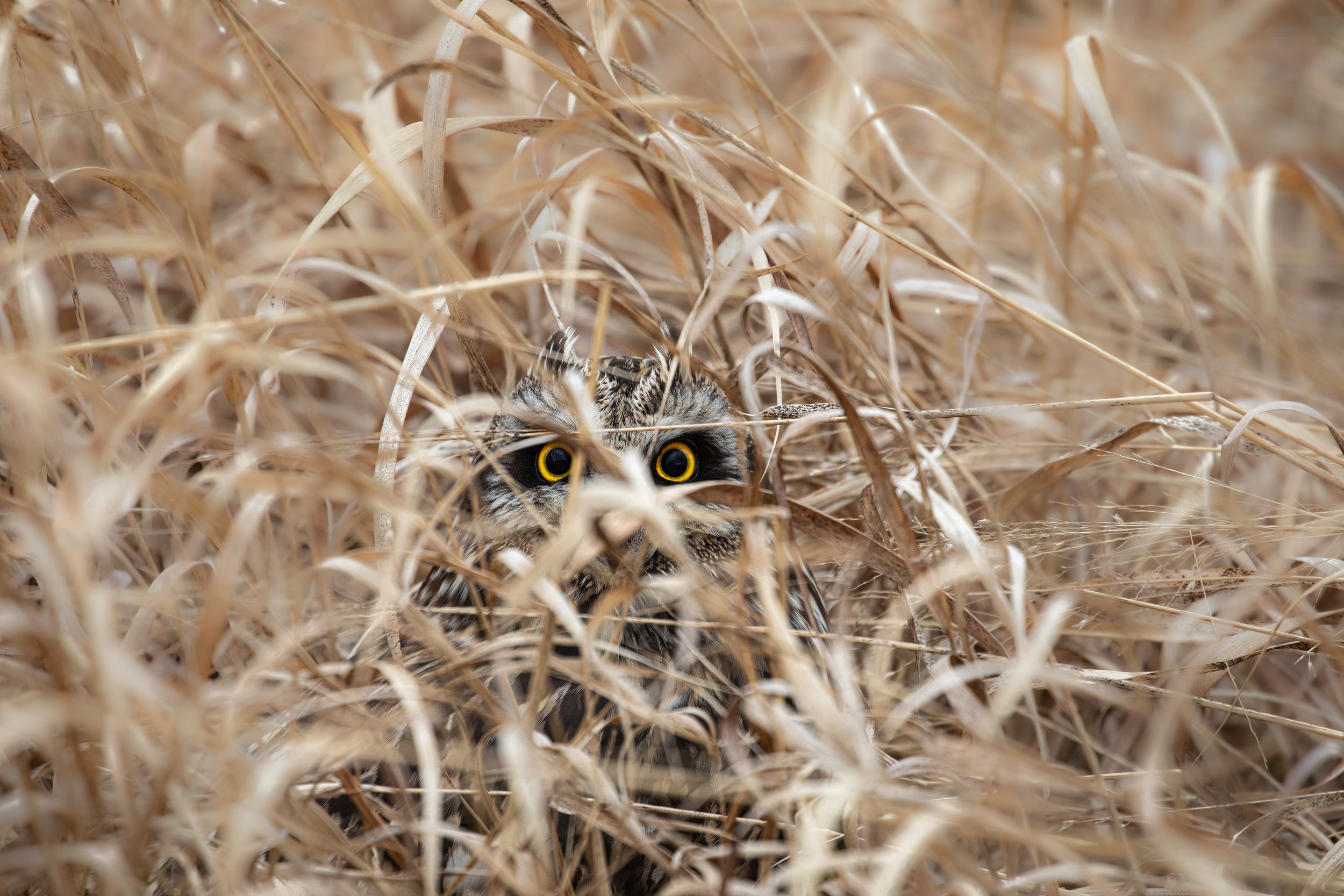 short eared owl 2.jpg