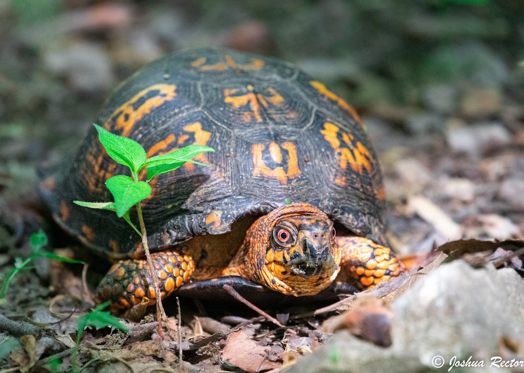 box turtle.jpg