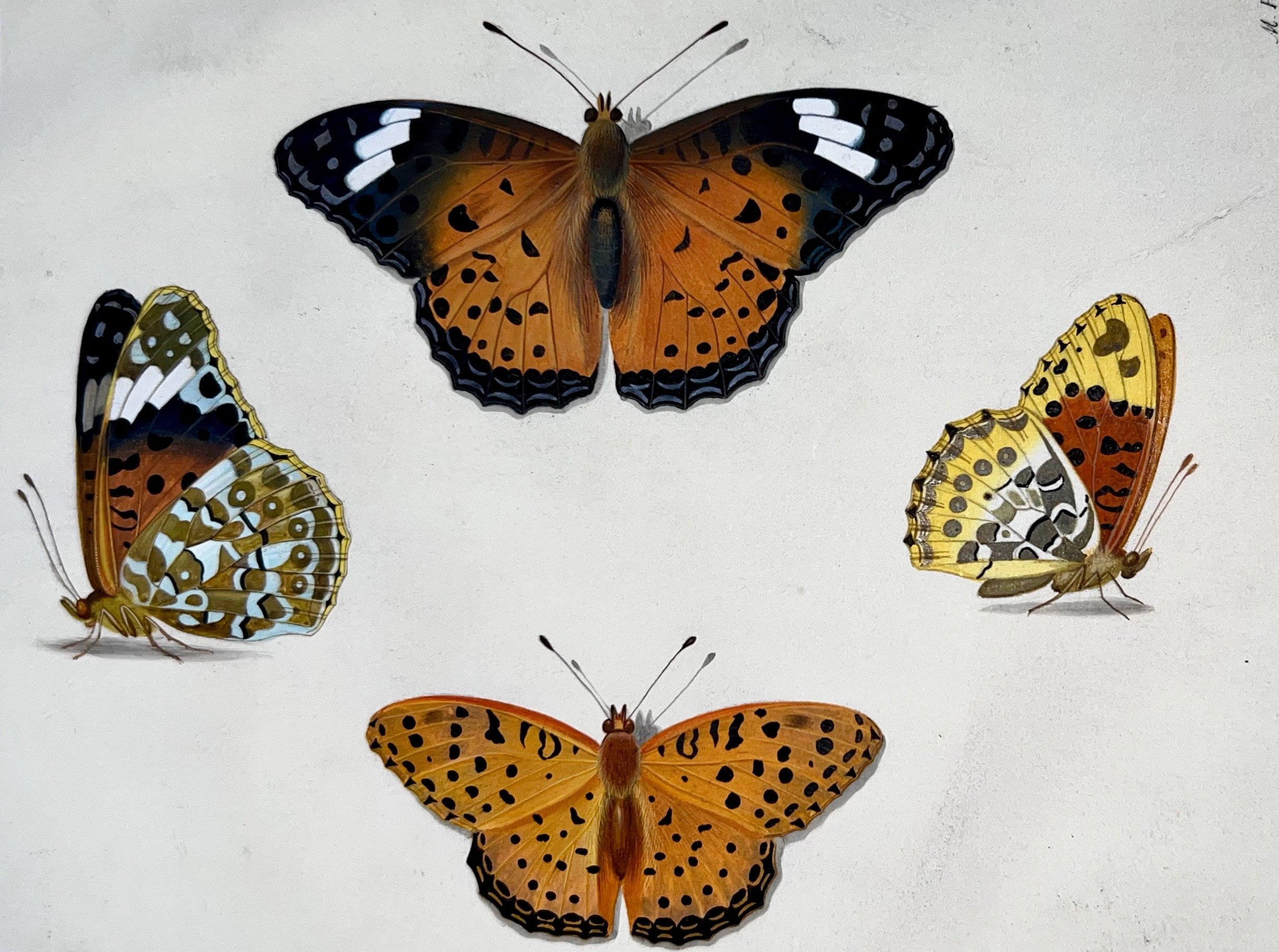 Creepy-Crawly History: Insect Books in the Oak Spring Garden Library