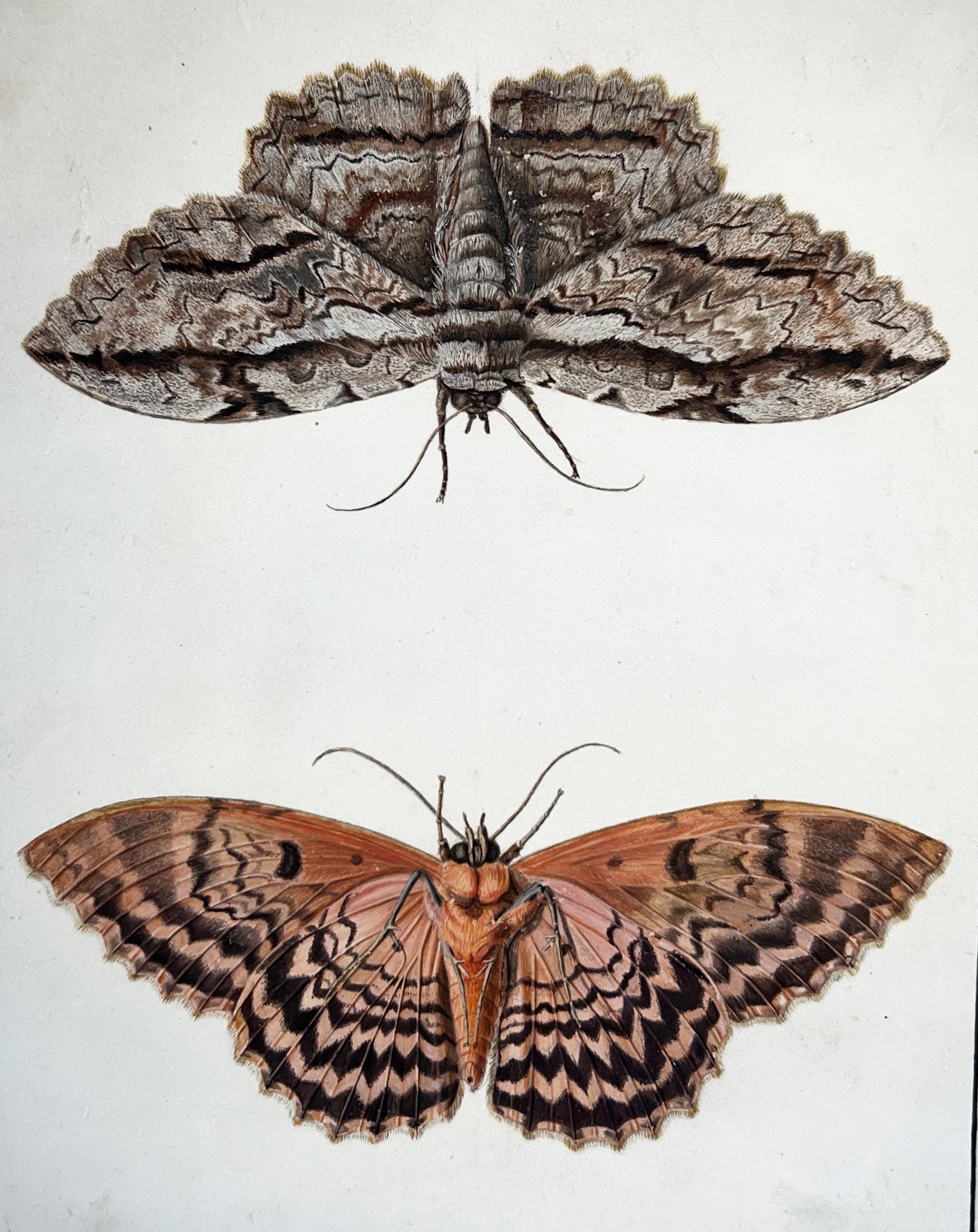 moths.jpg