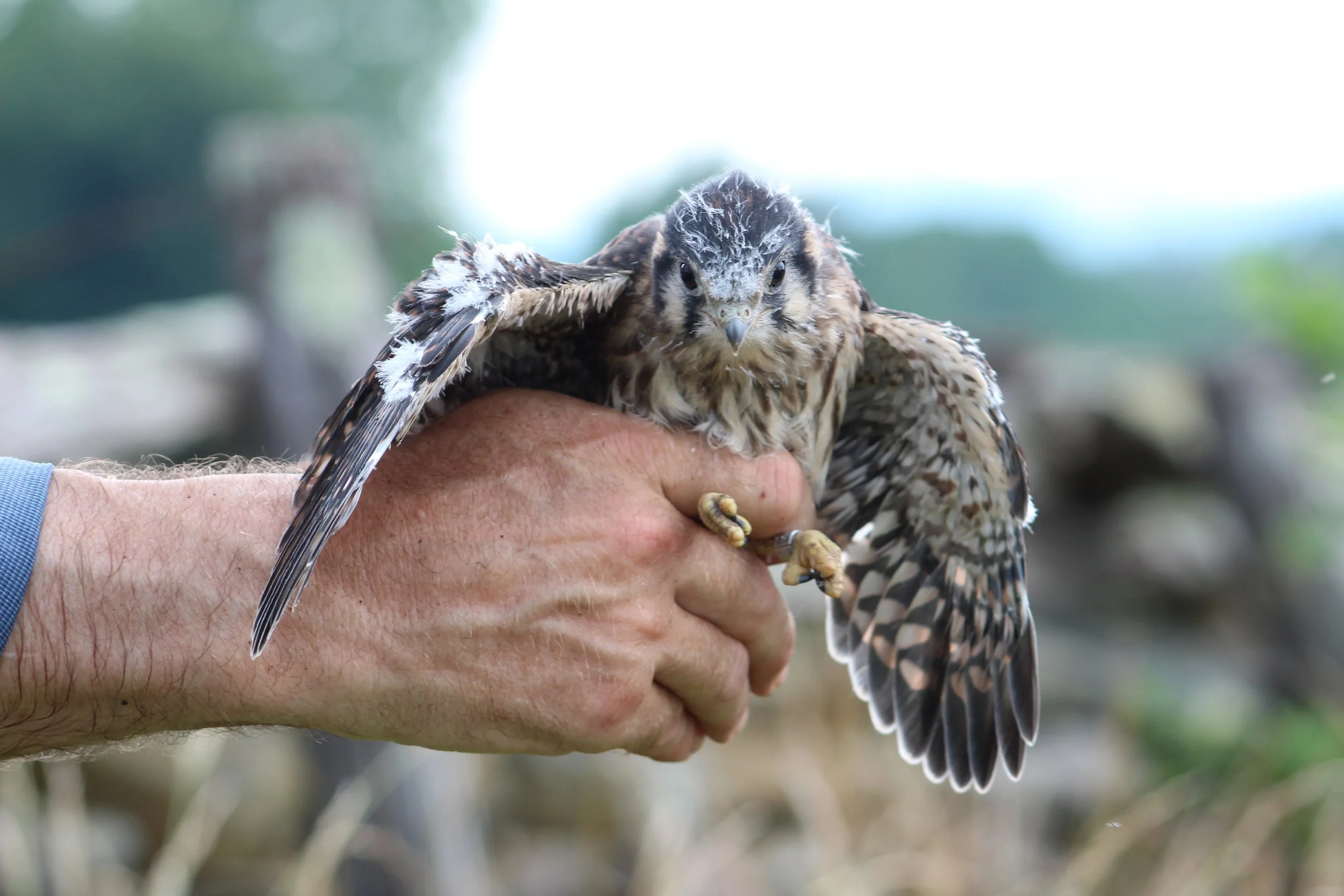 Saving America’s Littlest Falcon 