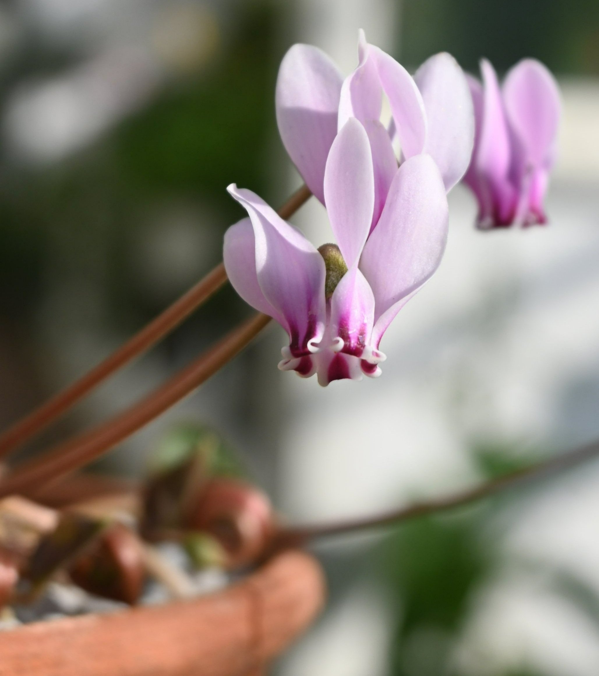  The petals of the cyclamen are often twisted, some more pronounced than others. This is just one characteristic breeders will select for. 