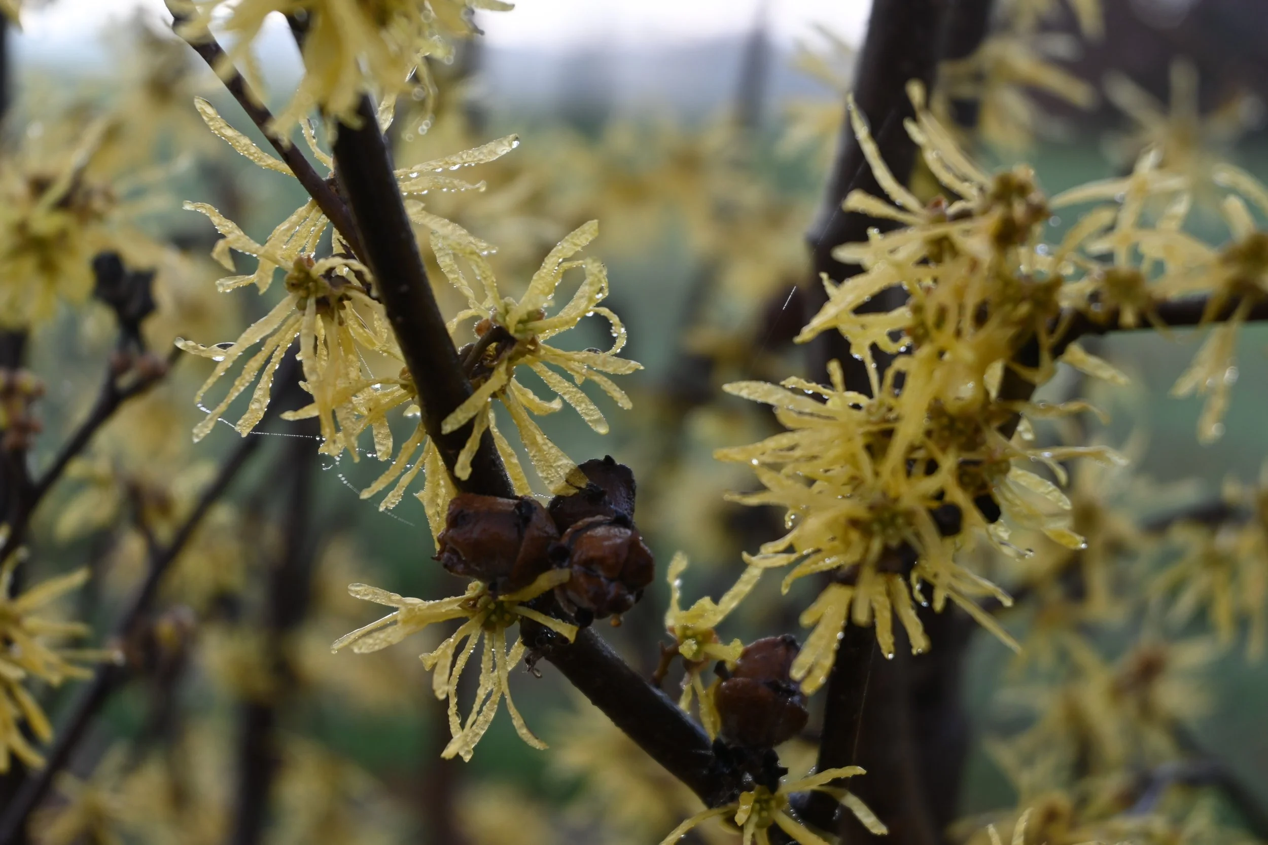 Have Seeds, Will Travel