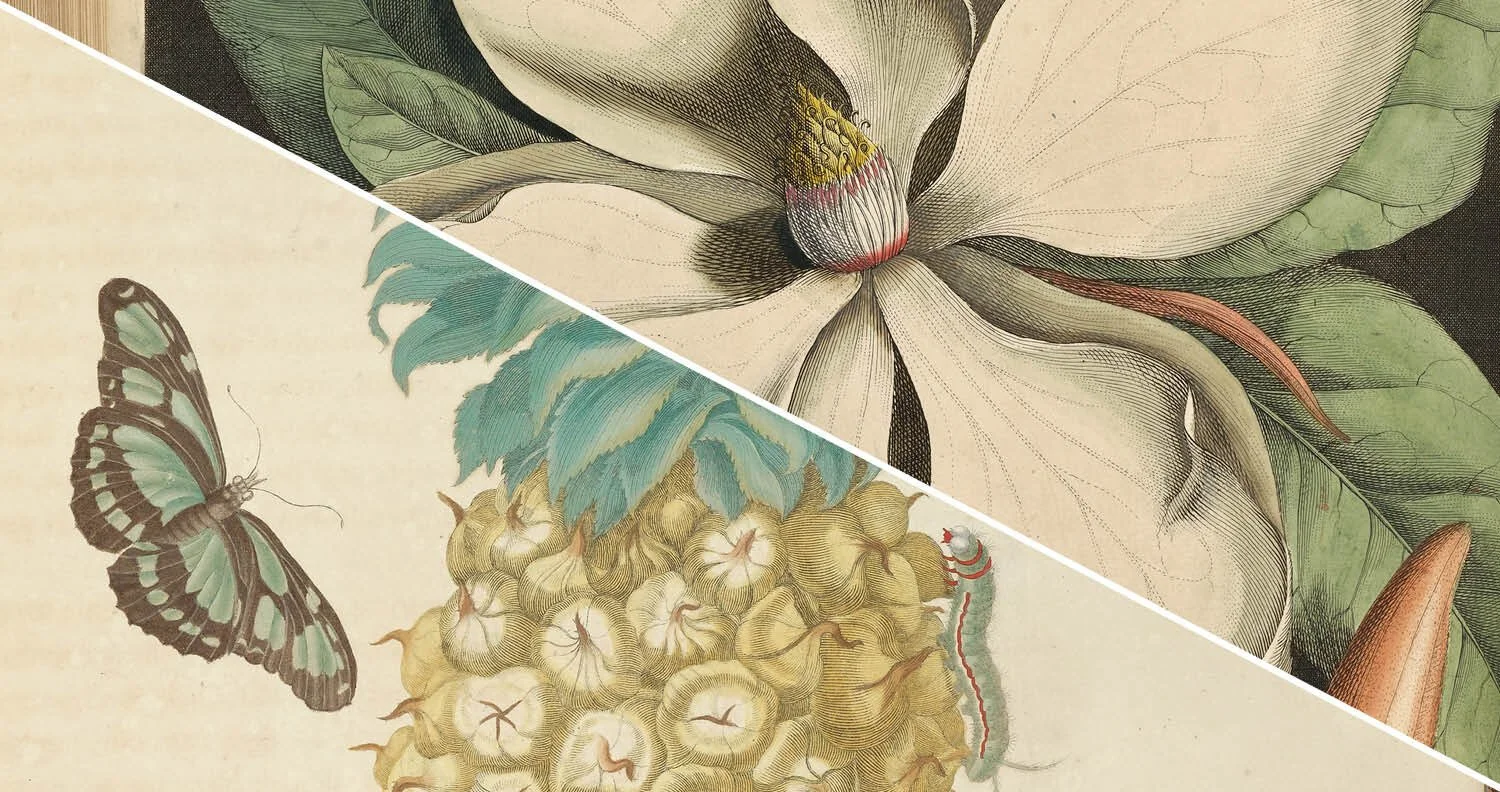 APPLICATION DEADLINE: Pioneers of Natural History Illustration Short Course