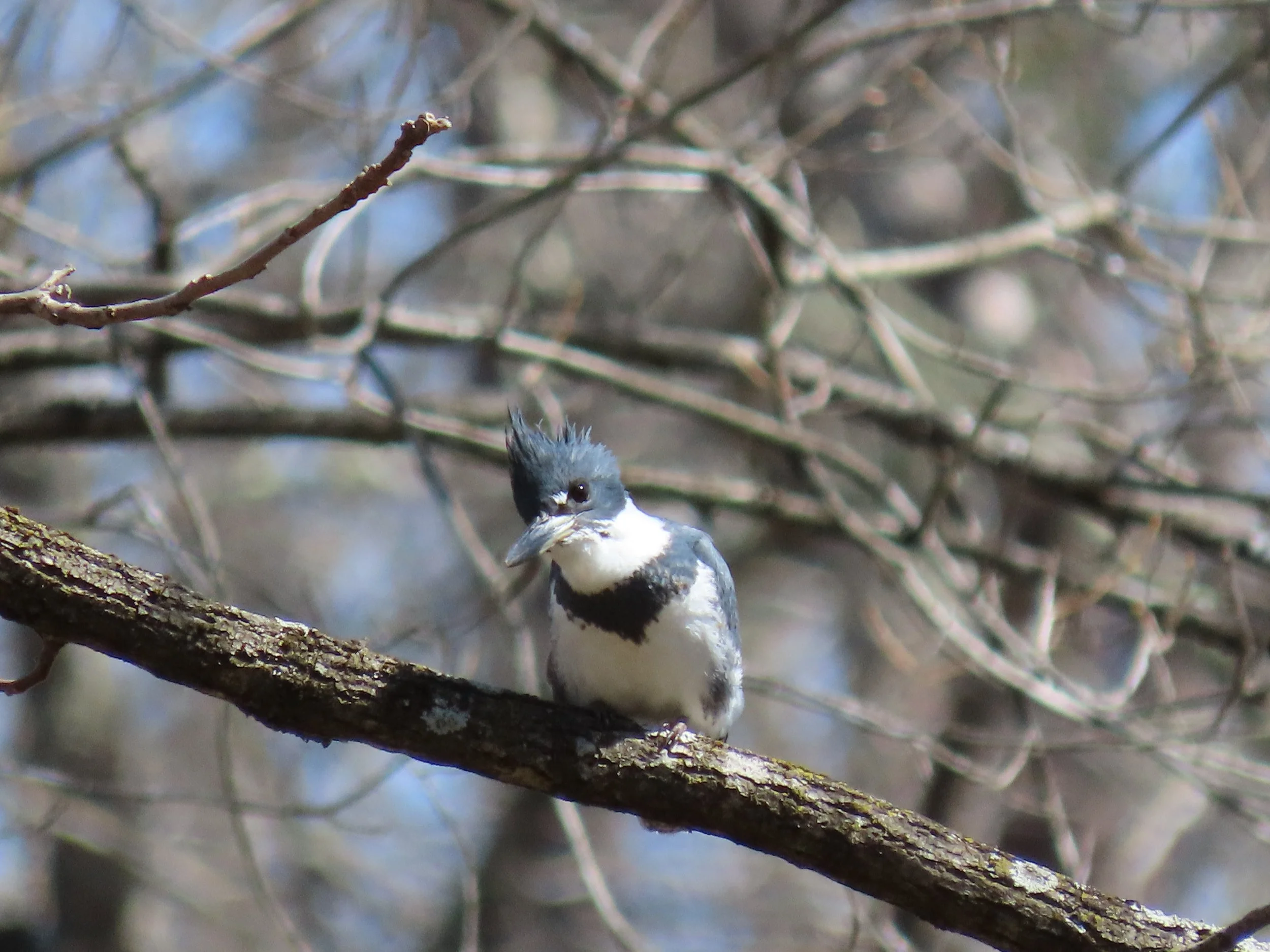 Forest Bathing with Birds