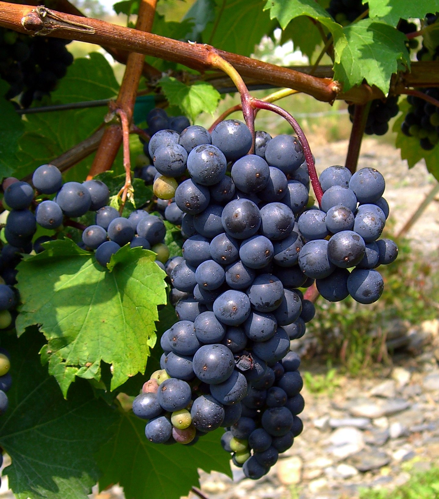Wine, Grapes, and Conservation of Wild Grapes