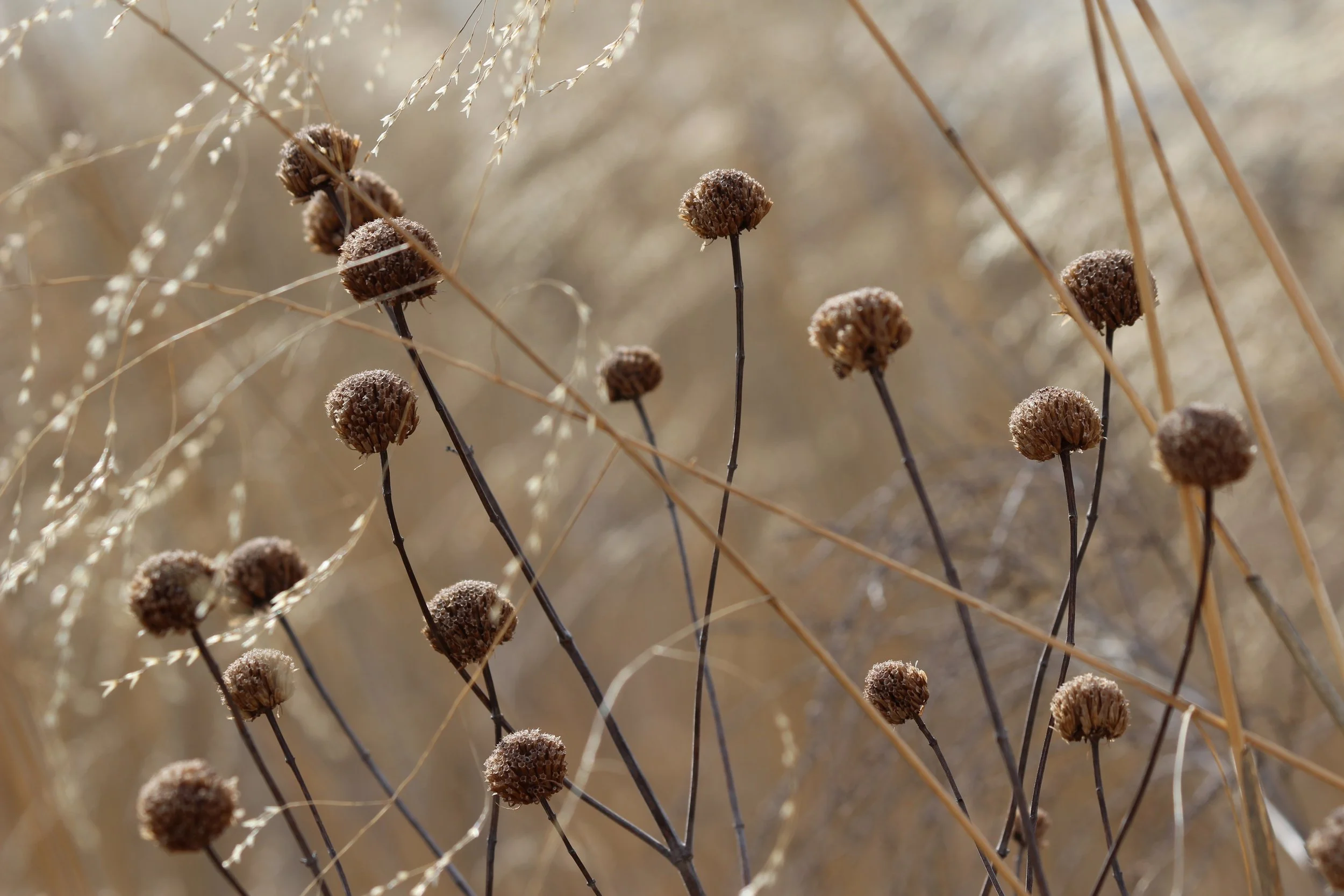 A Wildlife Garden for all Seasons