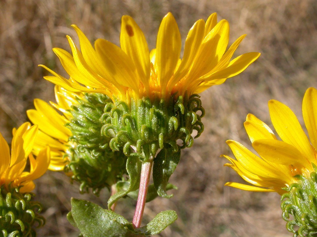 The curled cups of Grindelia squarrosa