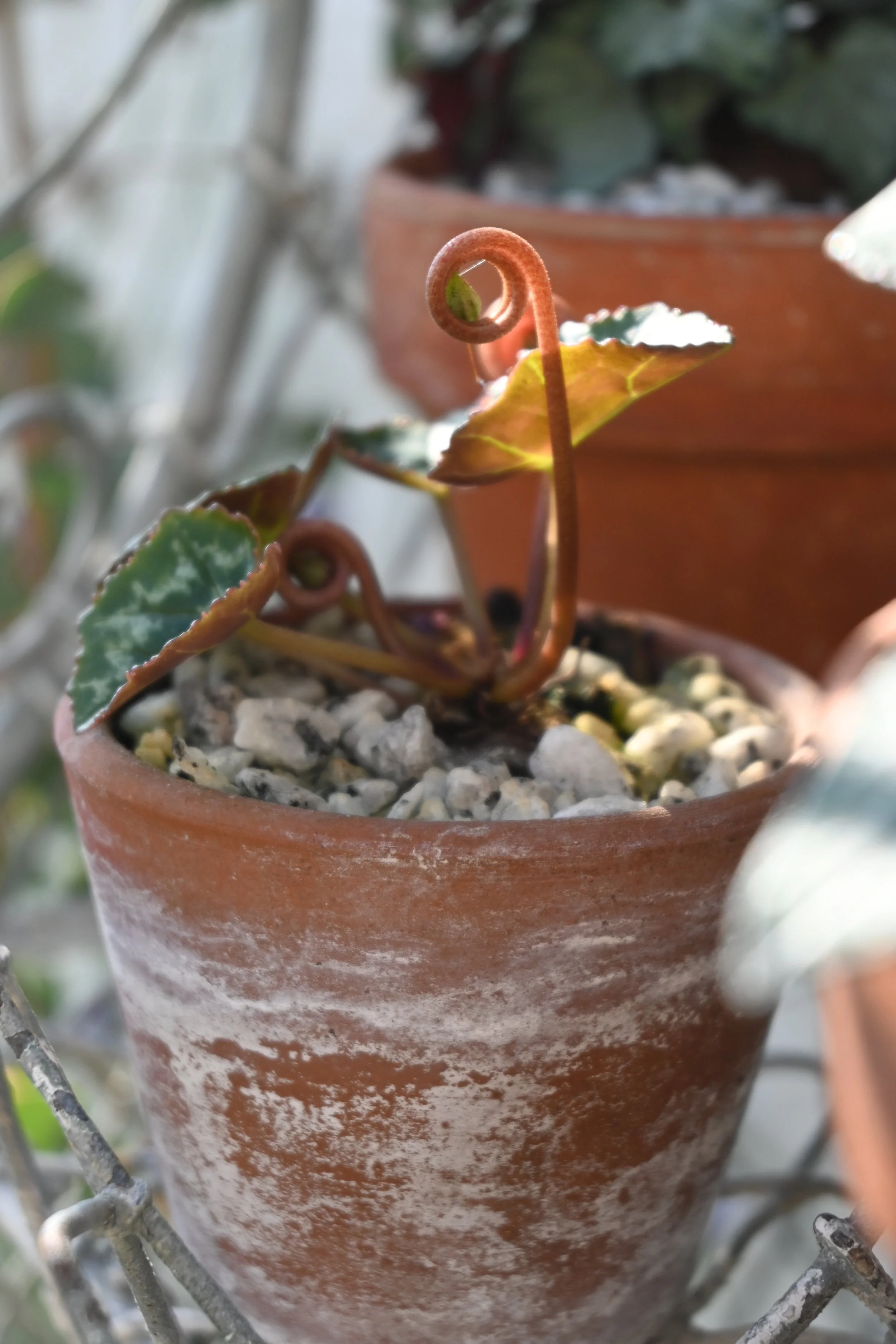 Twisting, Turning, and Curvy Plants