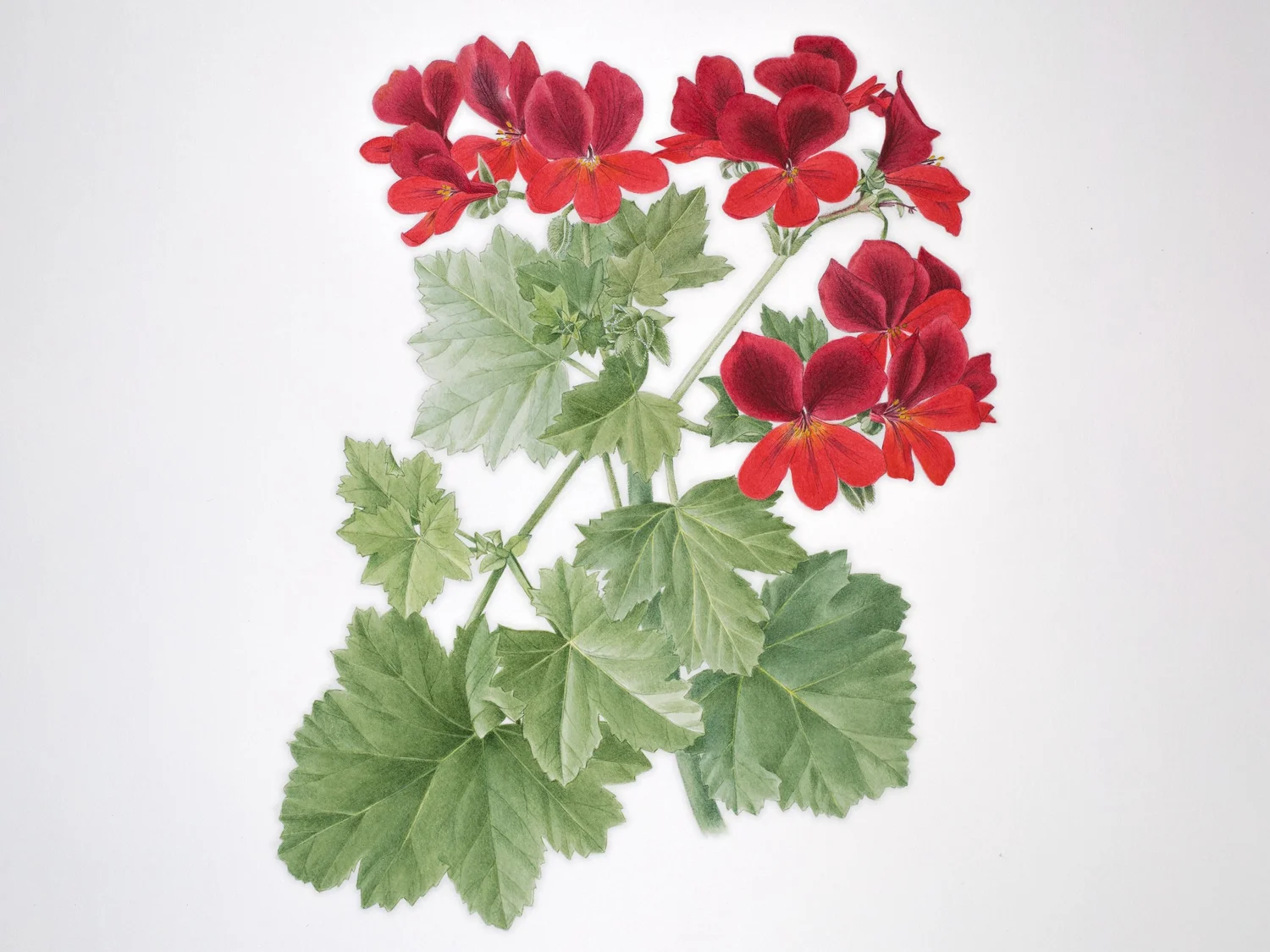 Oak Spring Garden Foundation - Botanical Artist in Residence