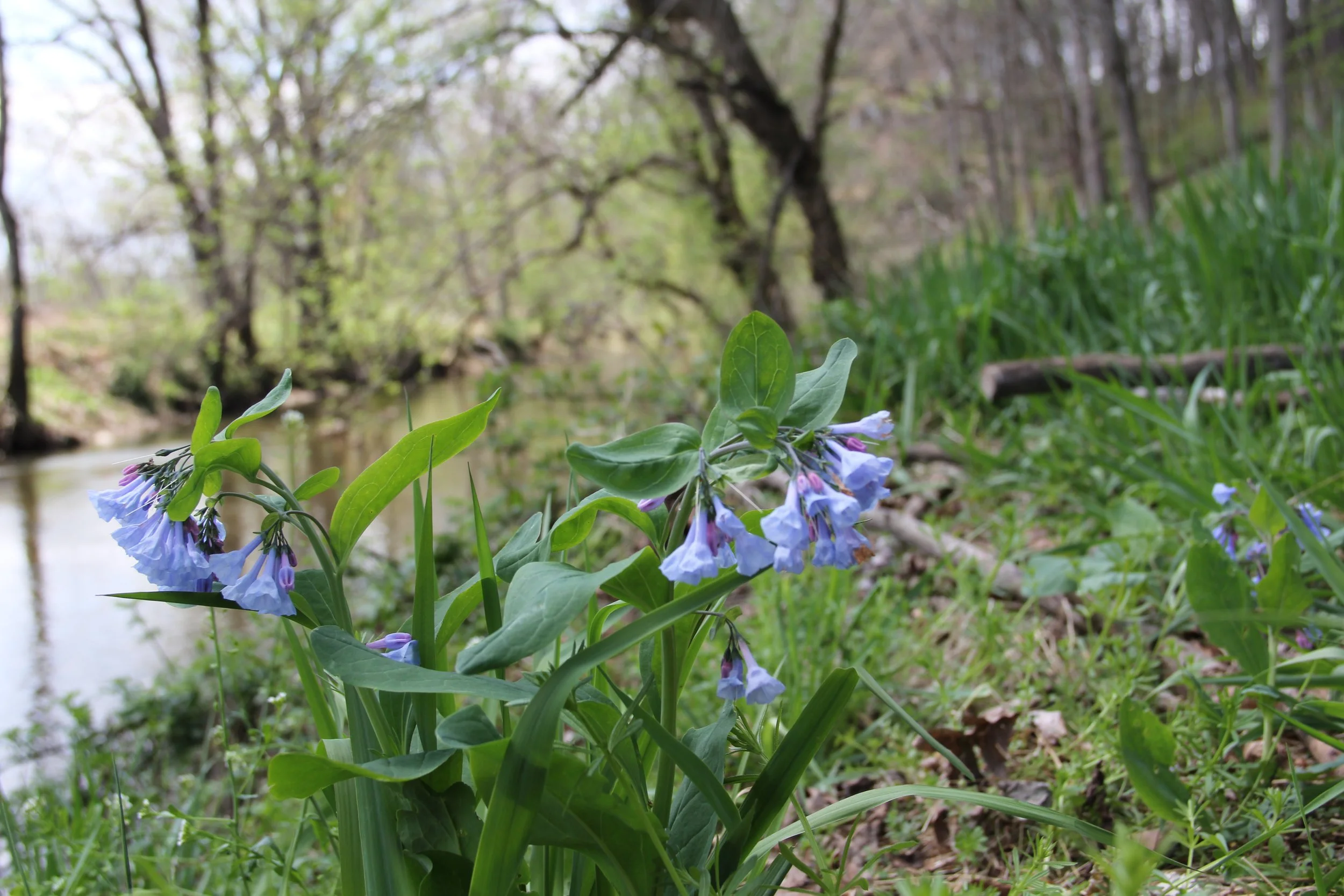 Four Ephemerals to Welcome Spring 