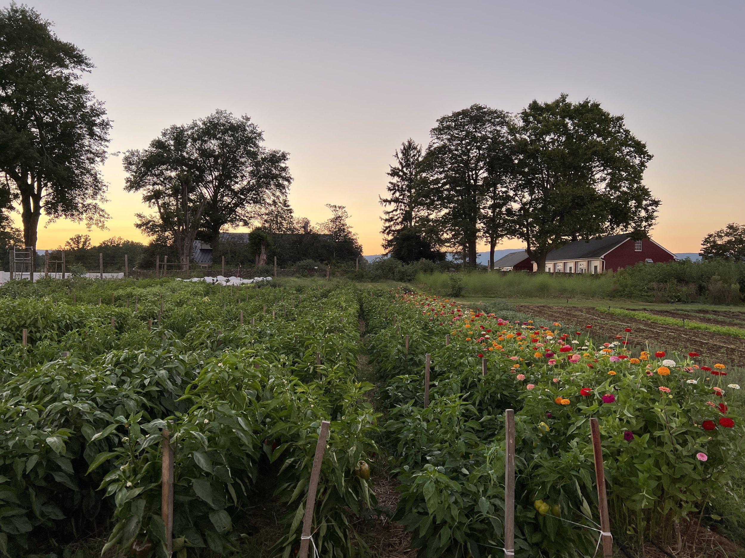 Summer Solstice Feast in the Field: A Benefit Dinner